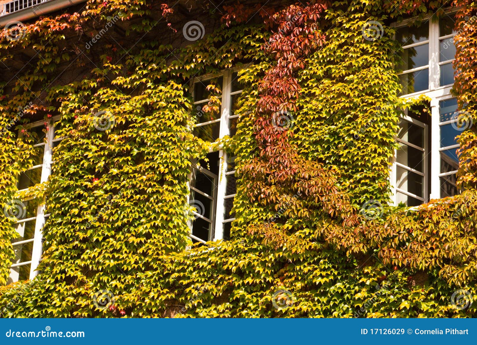 House with Virginia Creeper Stock Image Image of plants, outdoors
