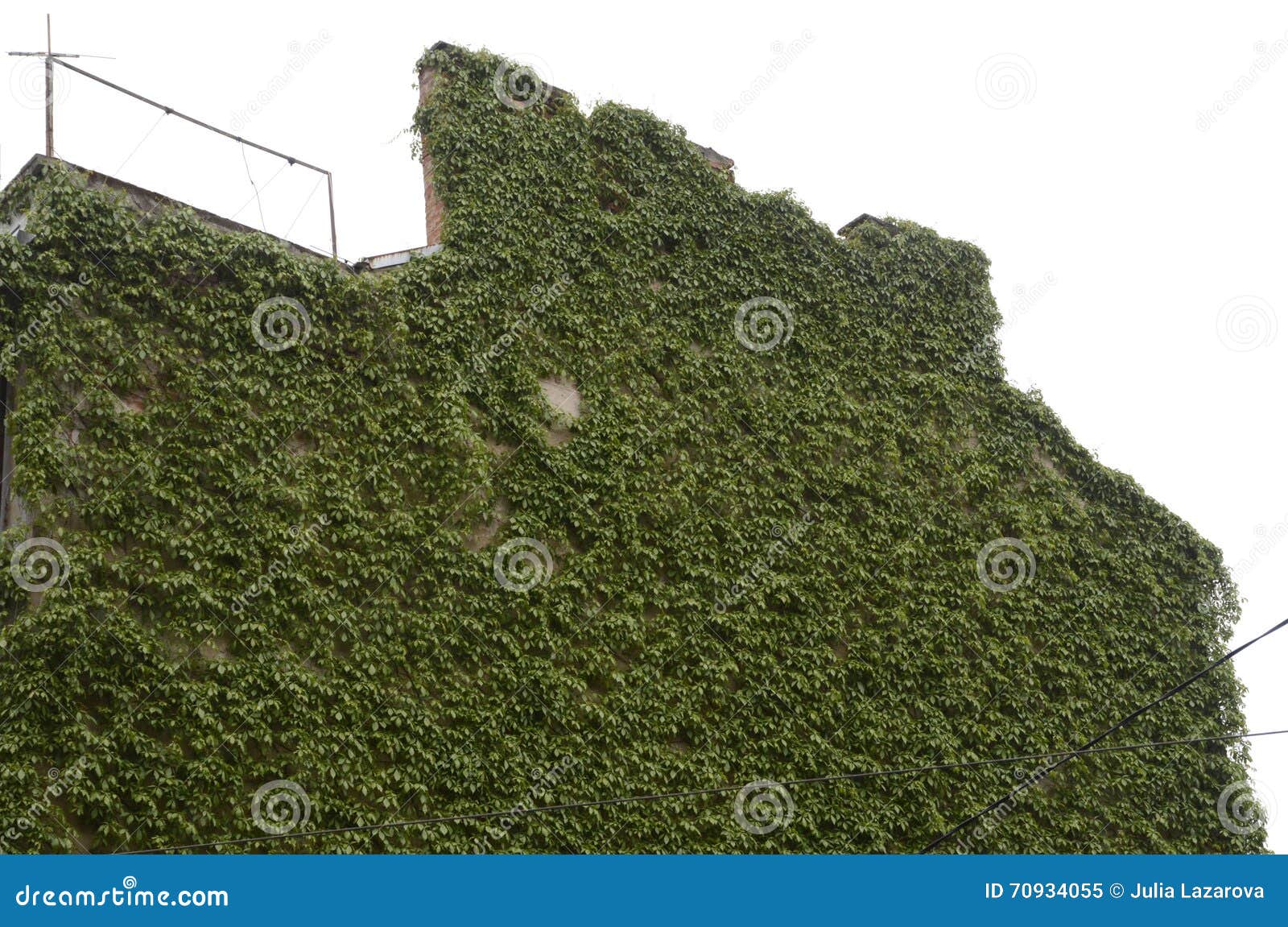 House Wall Covered with Green Climbing Plants Stock Image Image of