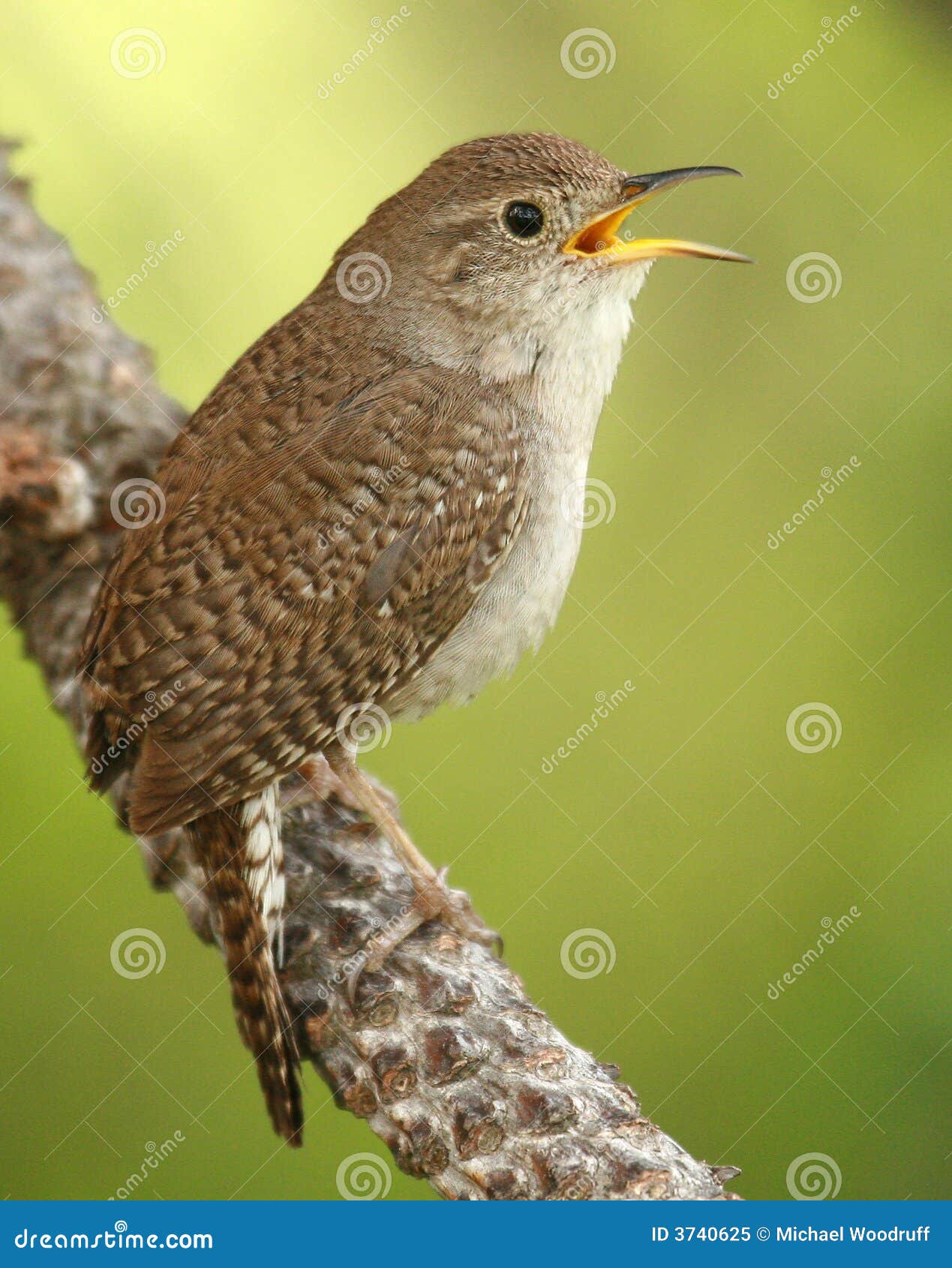 House Wren stock image. Image of profile, birding, identification 3740625