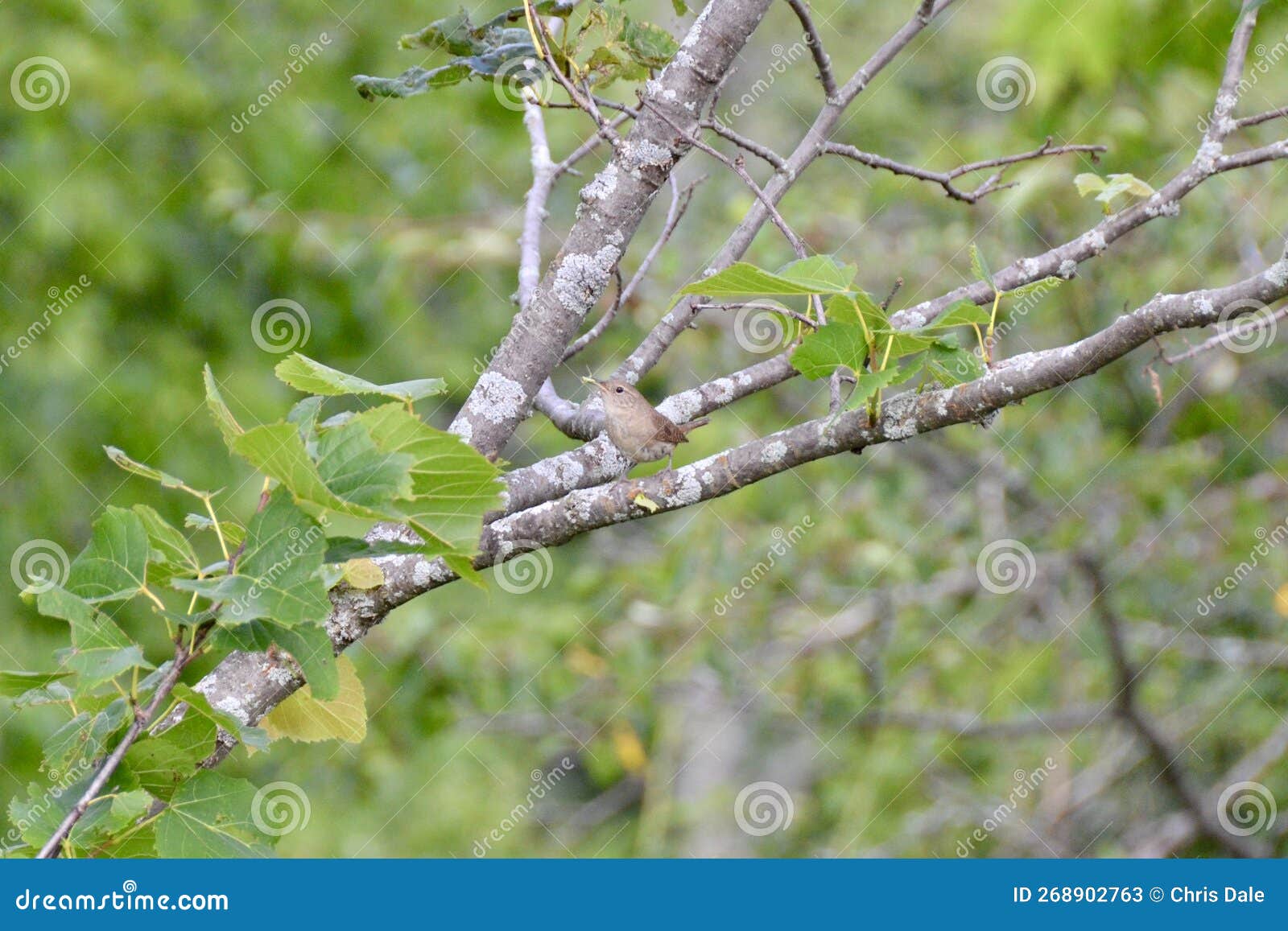 house wren (troglodytes aedon) perched on tree branch along hiking trail at loree forest