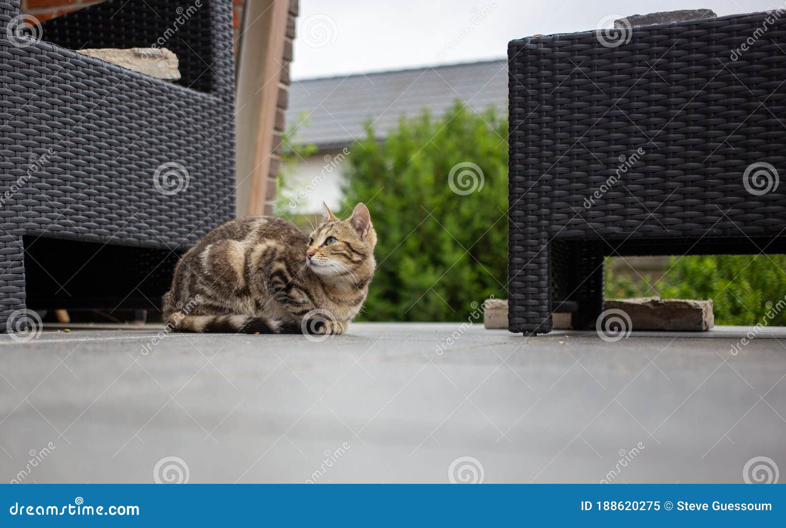 housecat being lazy at our home tarras