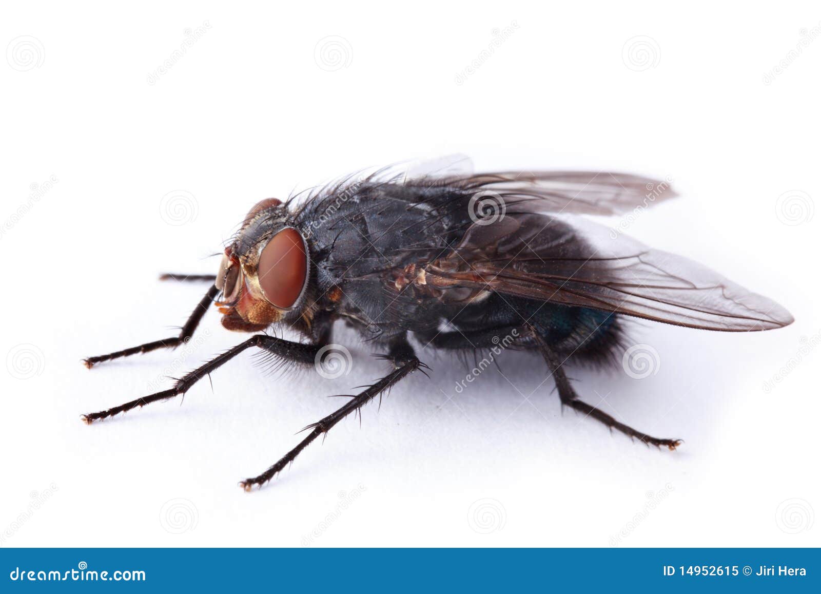 Housefly stock image. Image of small, housefly, maggot 14952615
