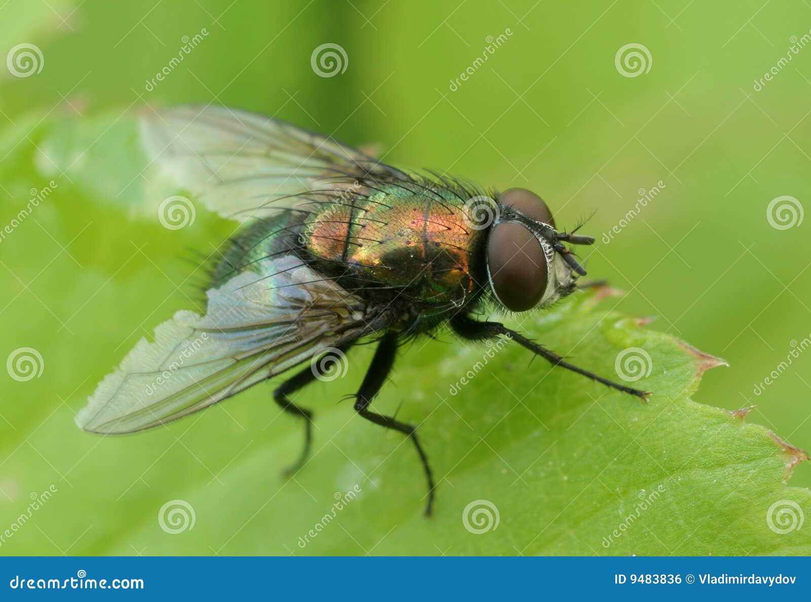 Housefly stock photo. Image of macro, malady, small, bothersome 9483836