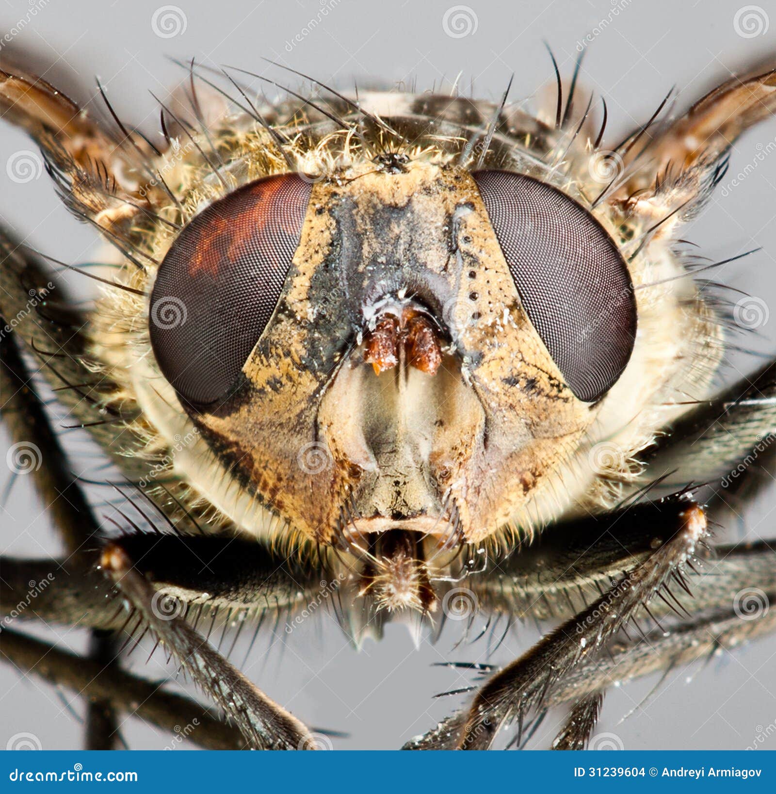 Housefly closeup. stock photo. Image of small, vision 31239604