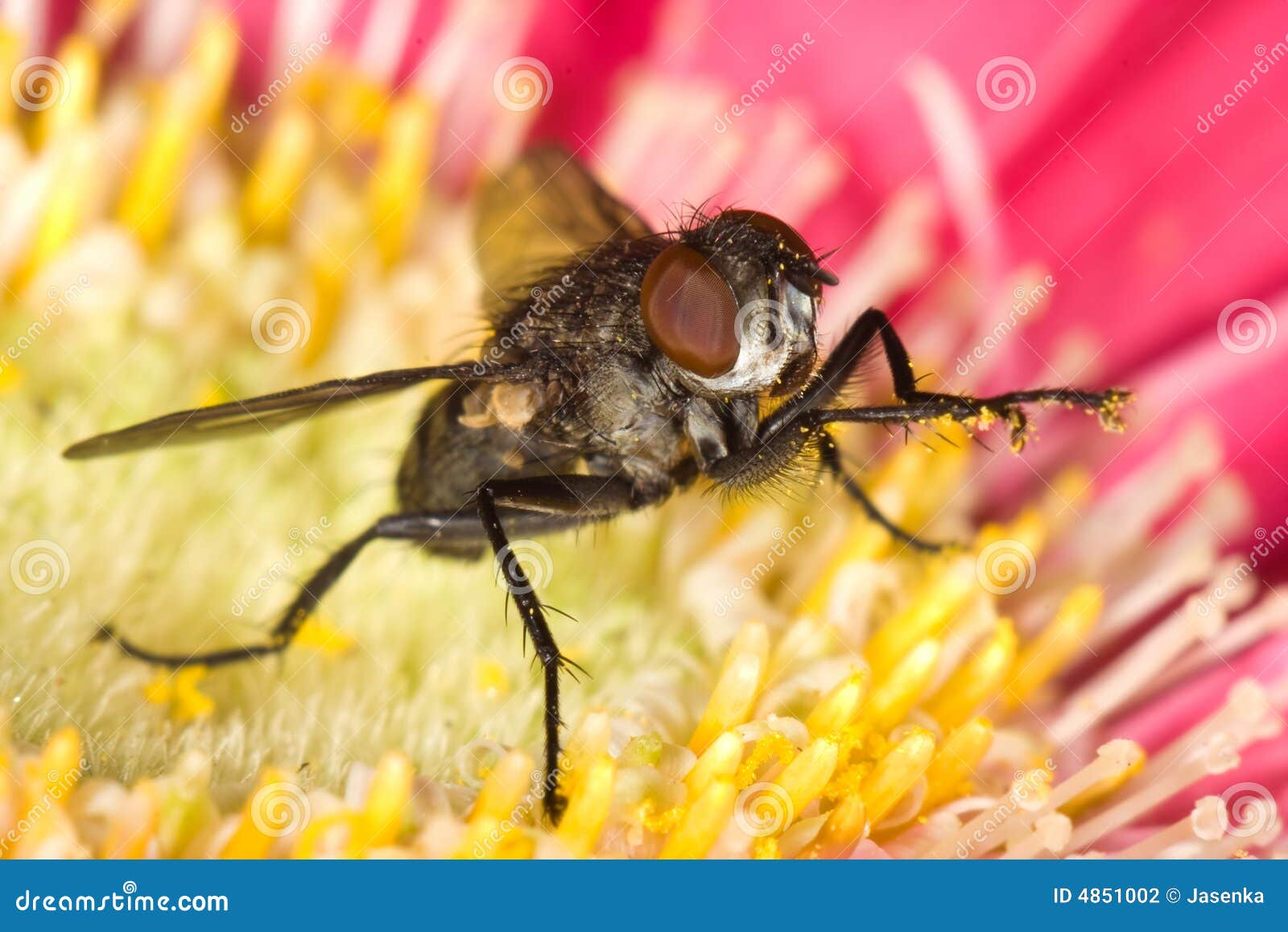 Housefly on flower stock photo. Image of black, home, hairy 4851002