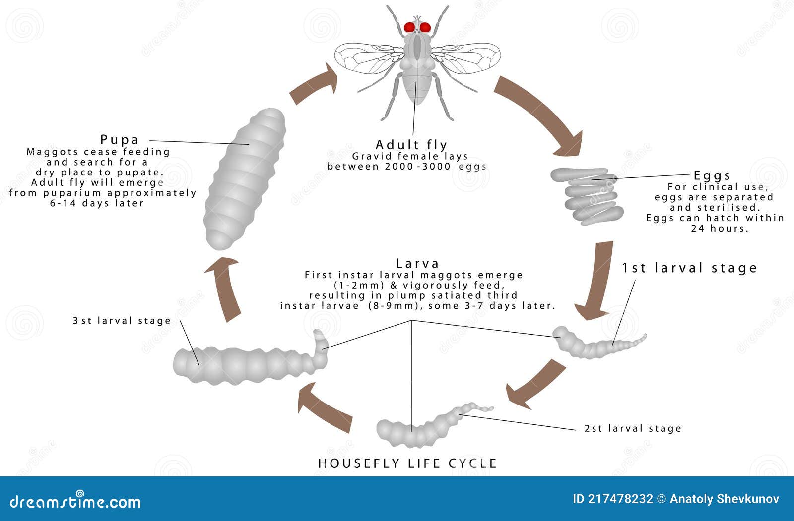 life cycle of a housefly