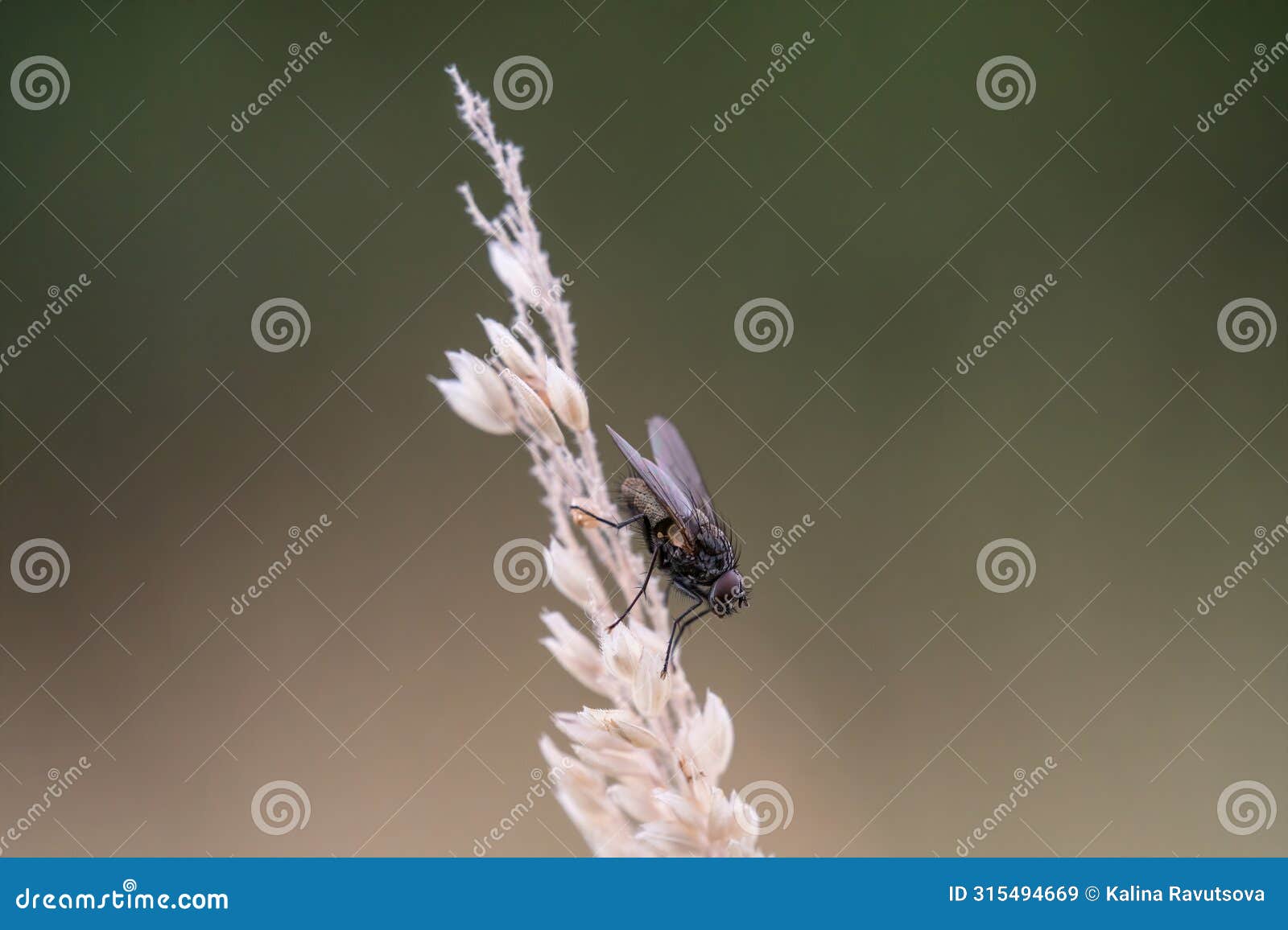 housefly (musca domestica)