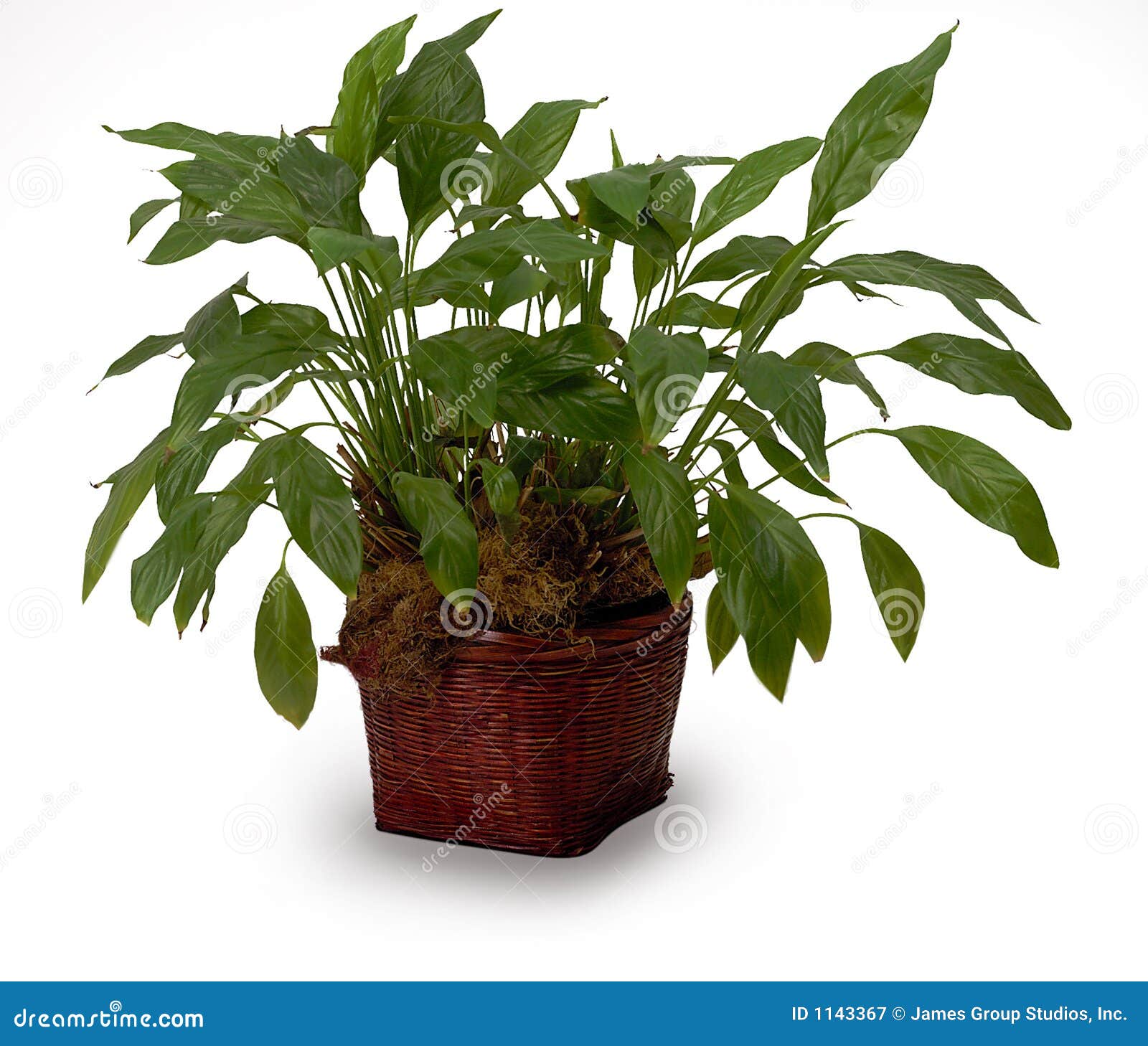 Household Plant Stock Image Image Of Interior Green 1143367 household-plant-stock-image-image-of-interior-green-1143367