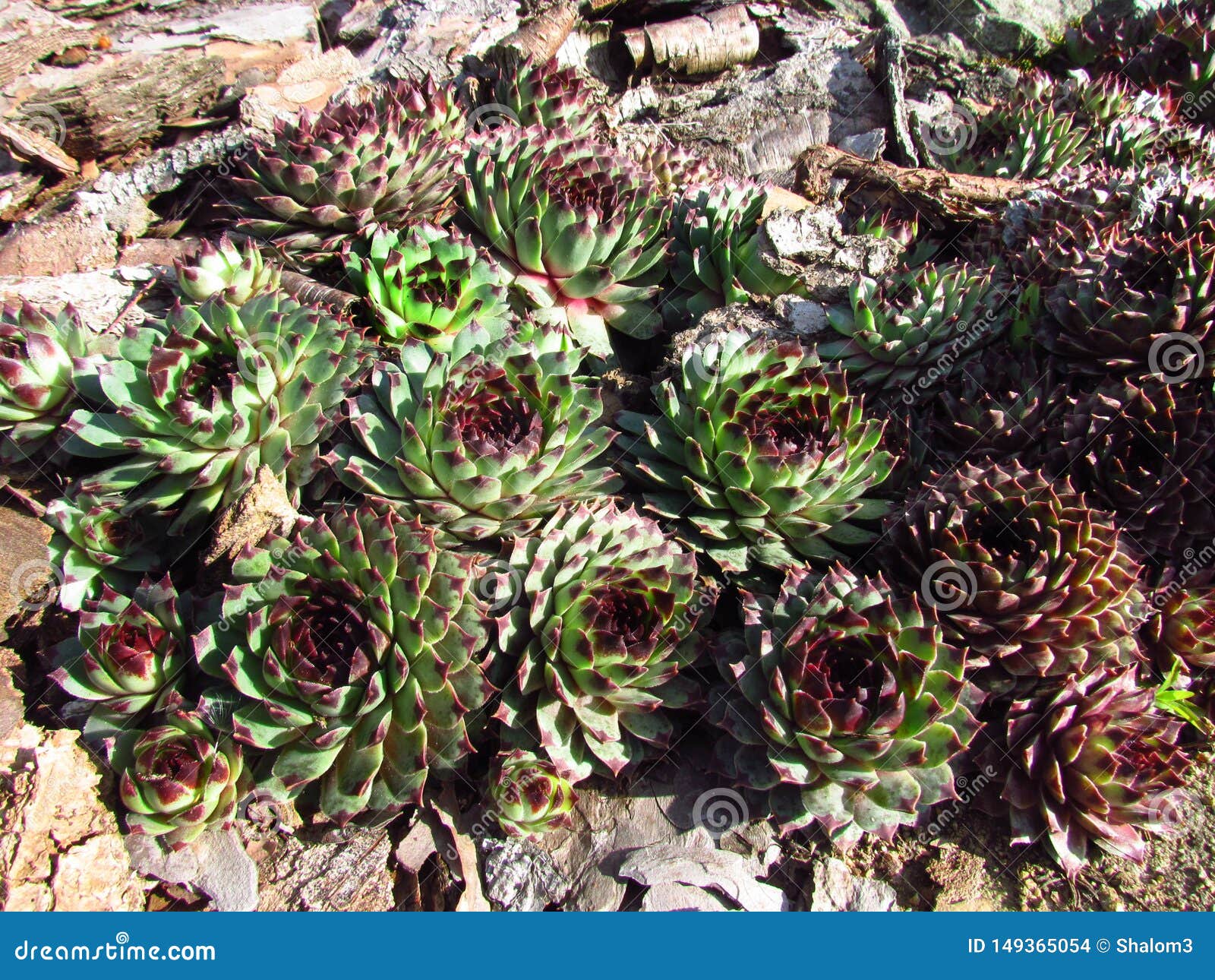 Houseleeks 拉丁名字sempervivum 景天科家庭 普遍的庭园花木五颜六色的培育品种库存照片 图片包括有houseleeks 拉丁名字sempervivum 景天科家庭 普遍的庭园花木五颜六色的培育品种 149365054