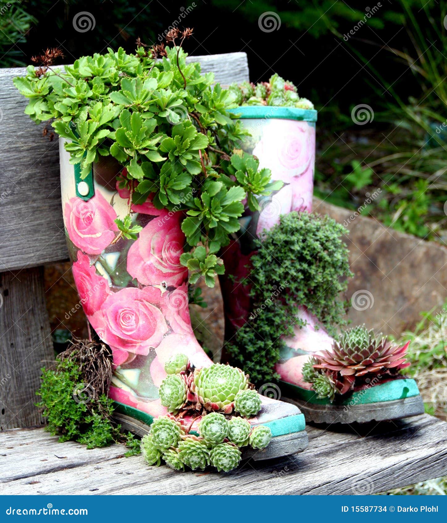 Houseleeks or Liveforever - Sempervivum. Houseleeks (sempervivum) are popular gardens plants. We can pot it on the some unusually places with little soil. Garden idea for sempervivum plants.