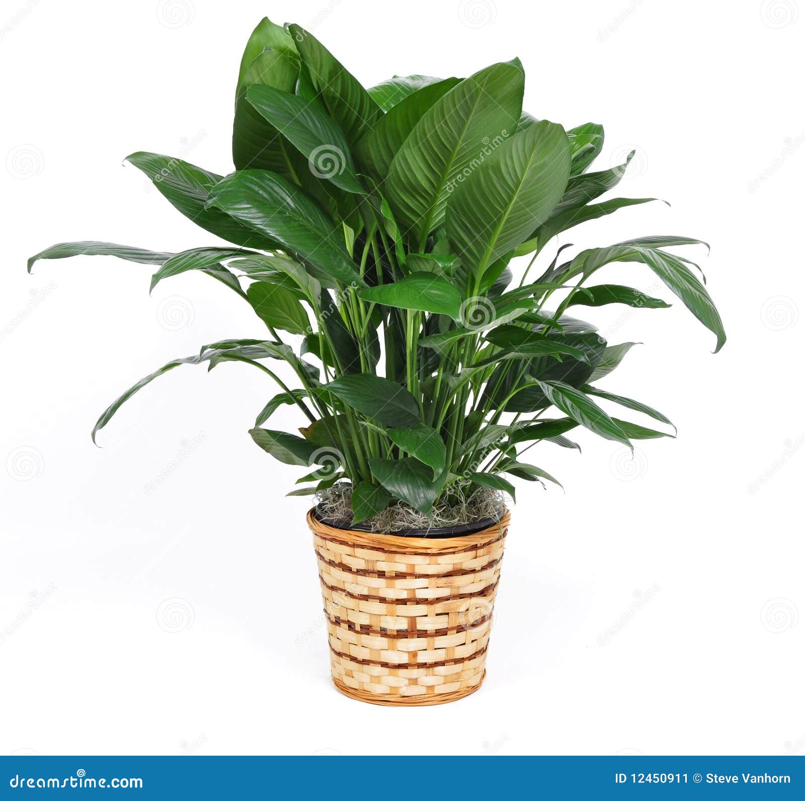 The Houseplant Stock Image | CartoonDealer.com #48351211