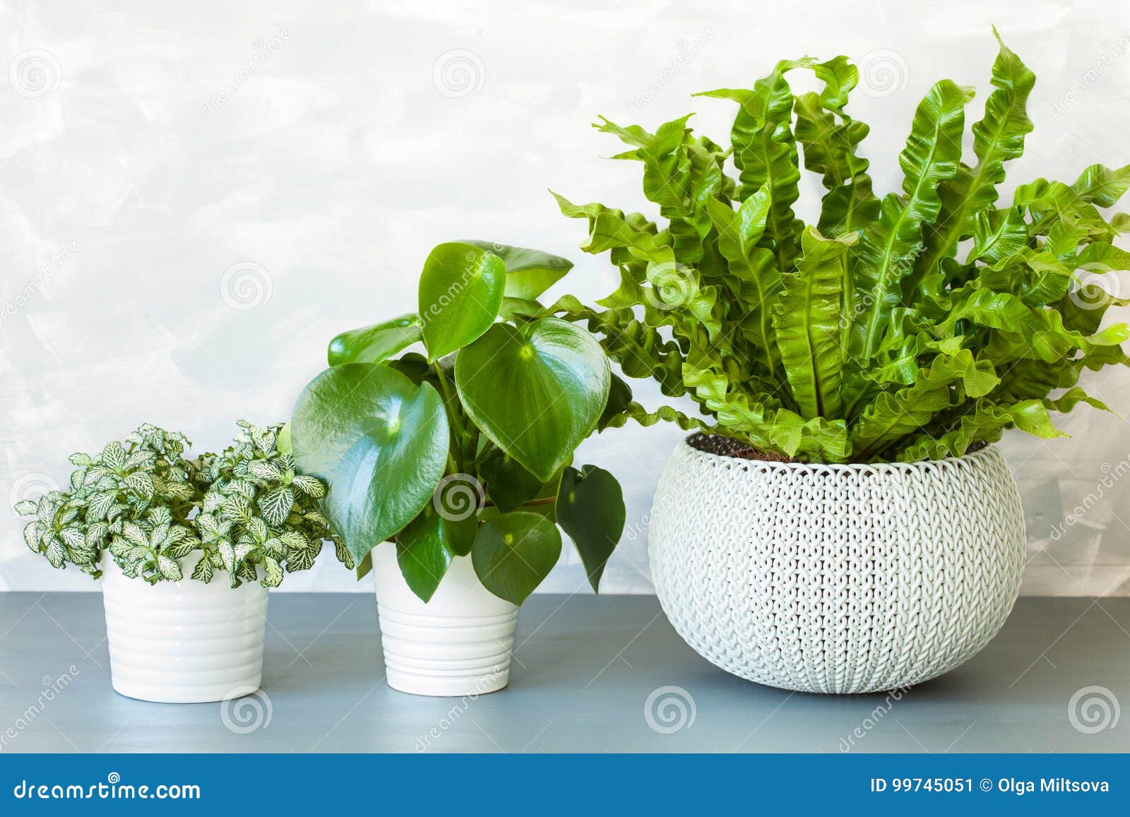 houseplant asplenium nidus, peperomia and fittonia in flowerpot