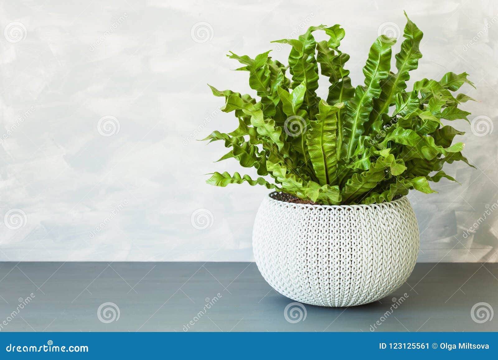 houseplant asplenium nidus in white flowerpot