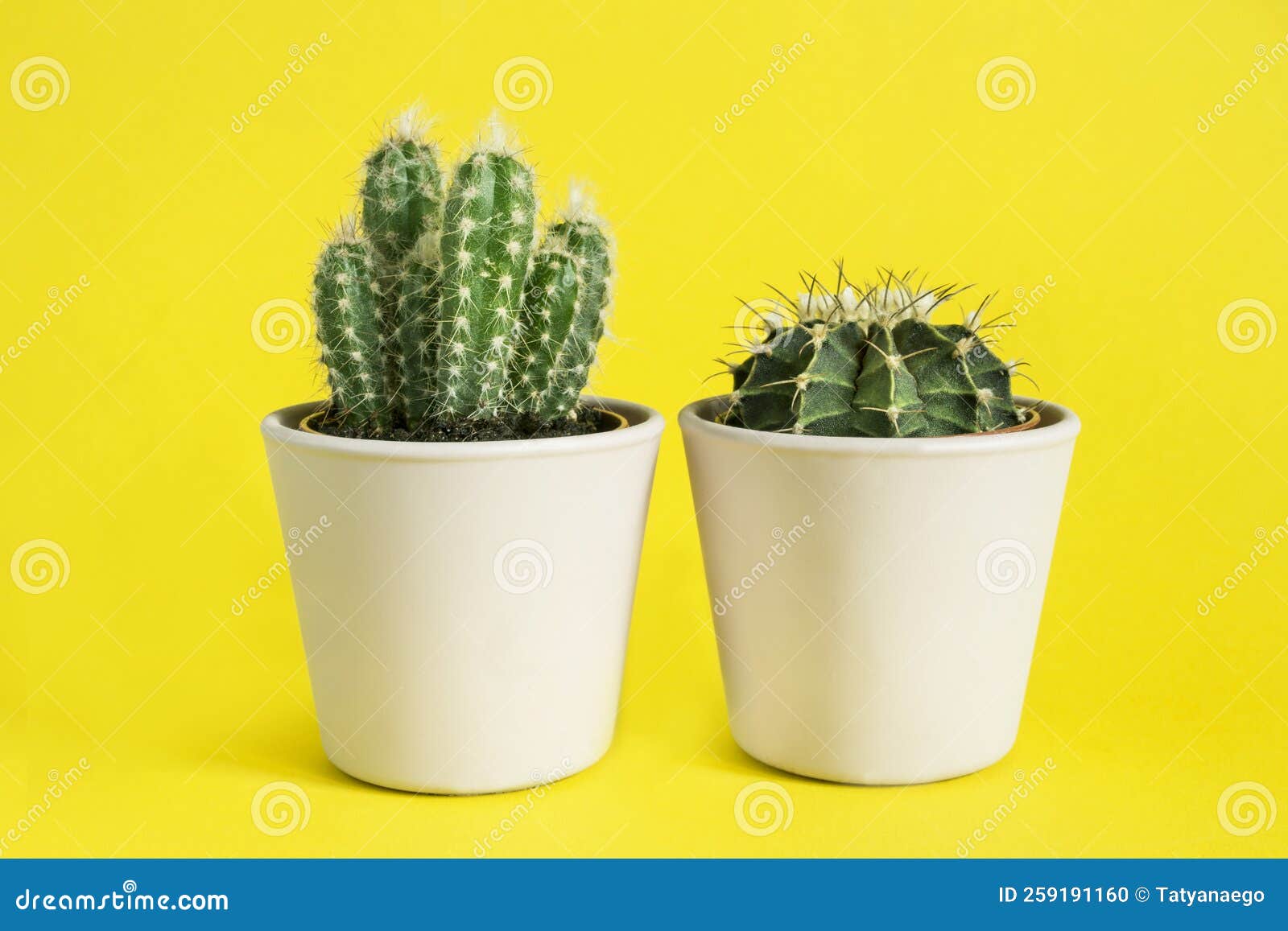 Houseplant cacti on yellow stock photo. Image of natural 259191160