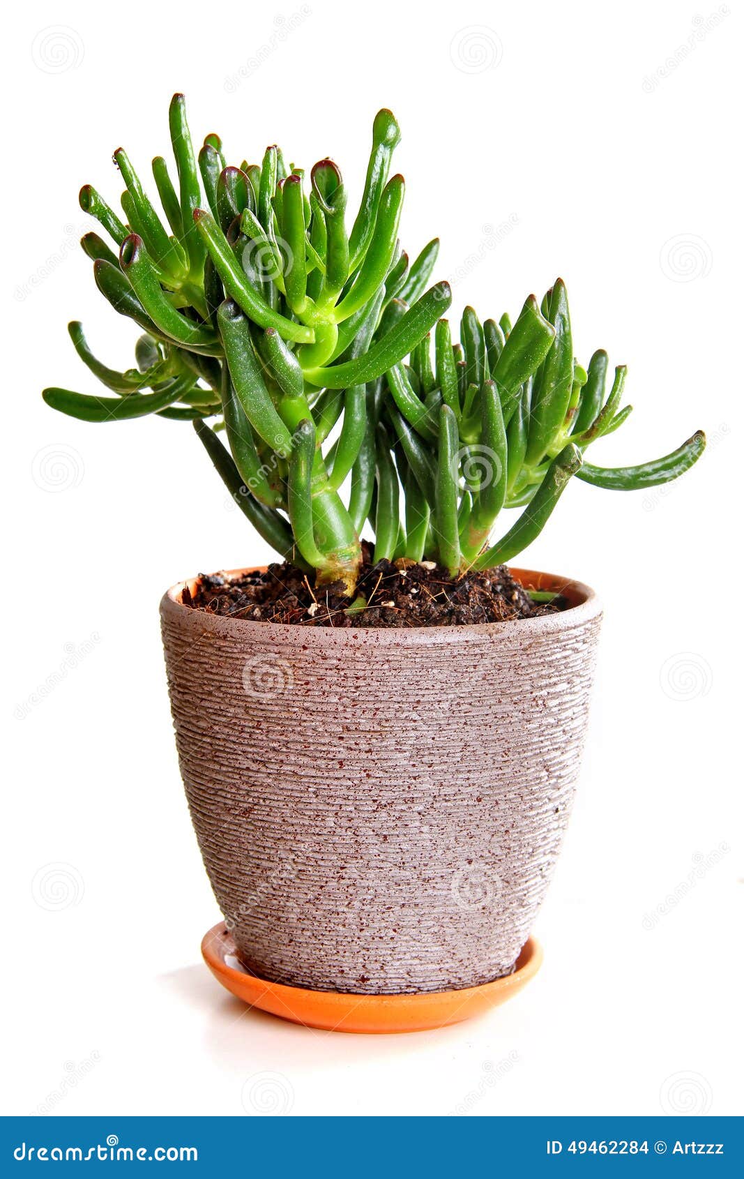houseplant crassula hobbit