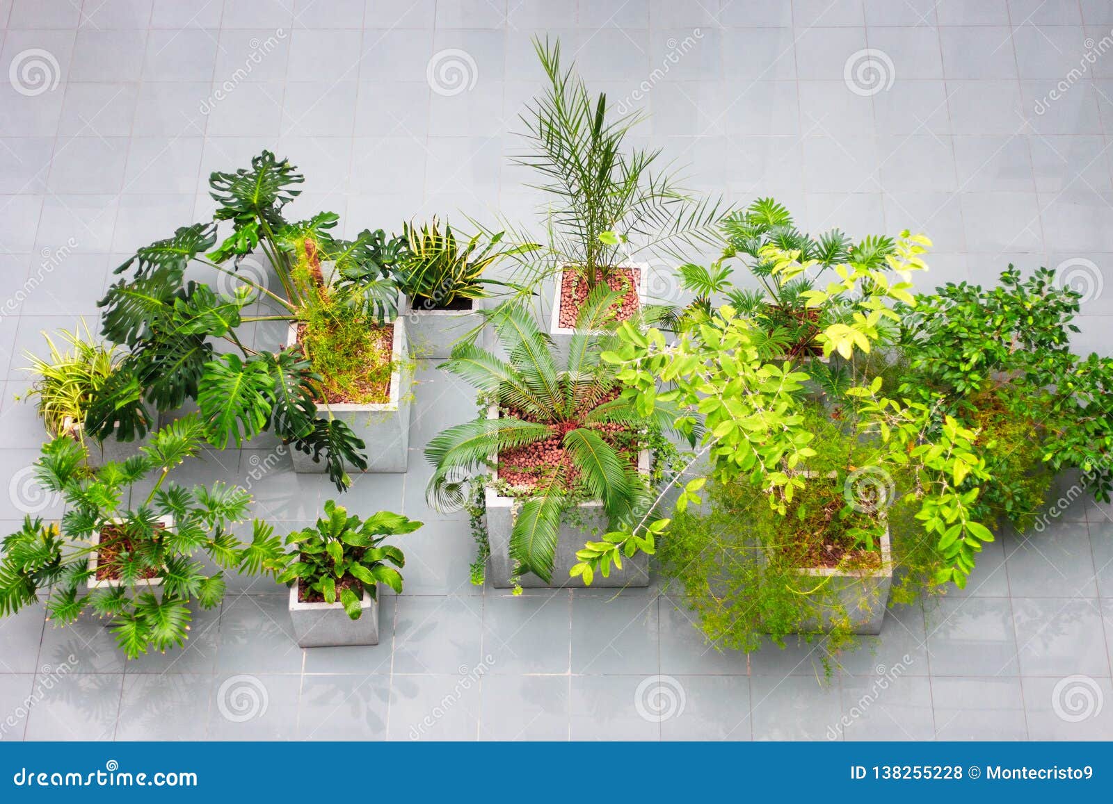 Houseplant Interior Design Evergreen Plants Top View At