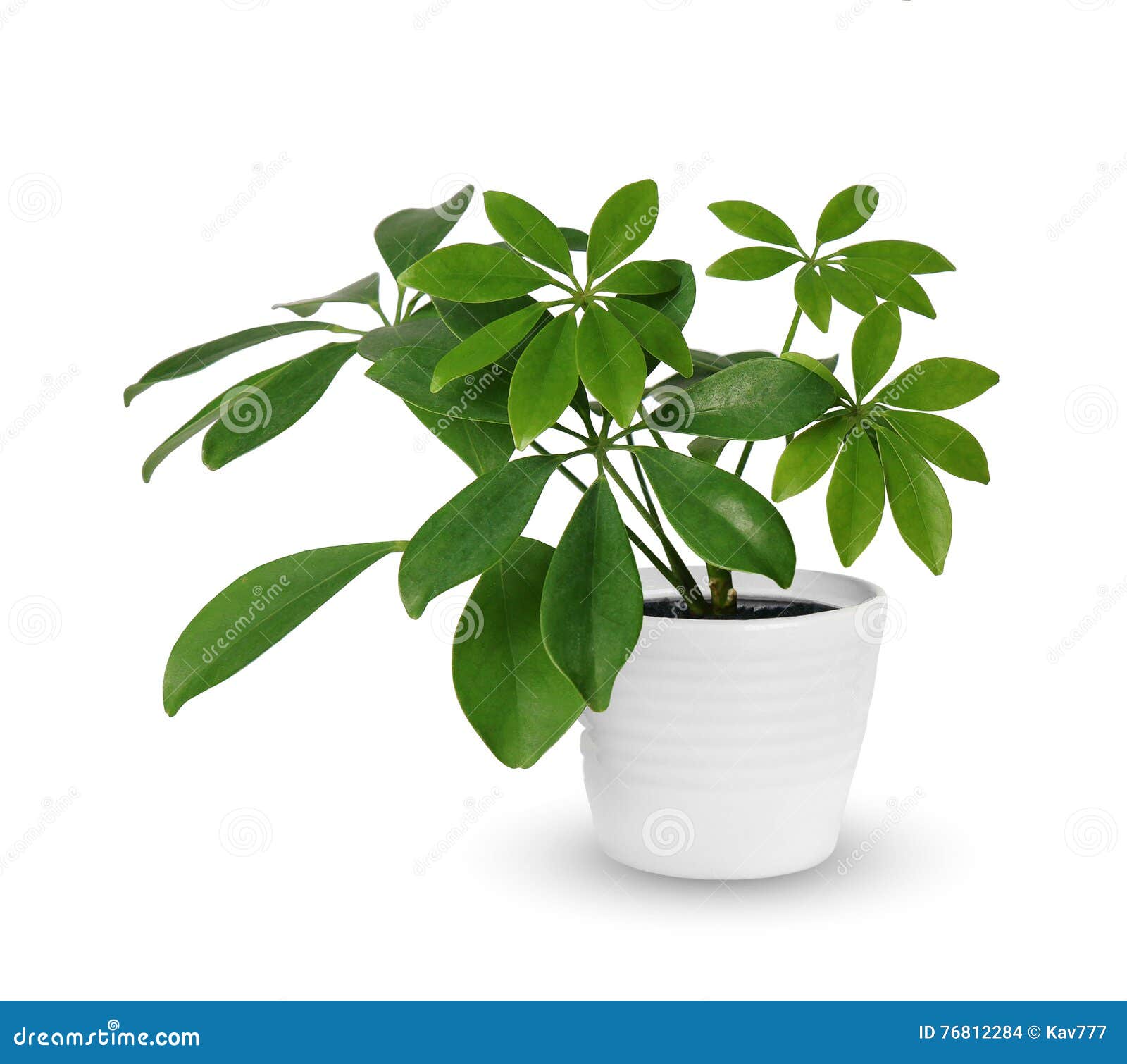 houseplant - young schefflera a potted plant  over white