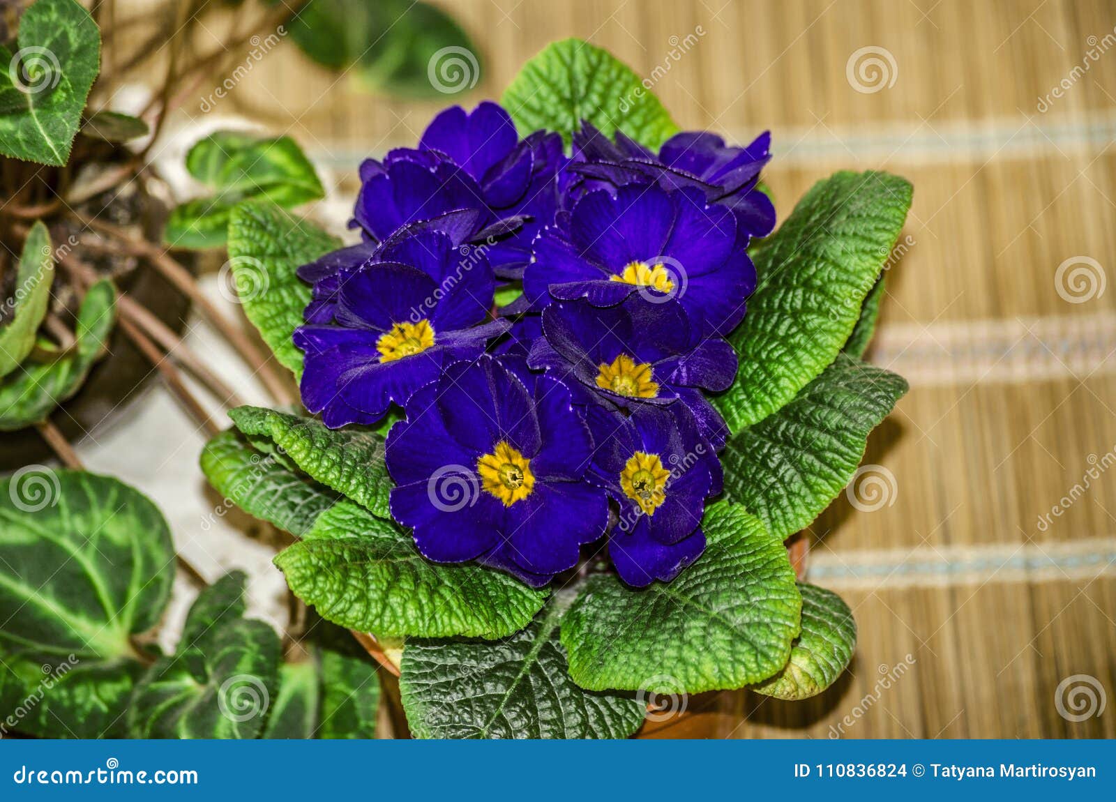Purple flower with yellow center indoor plant