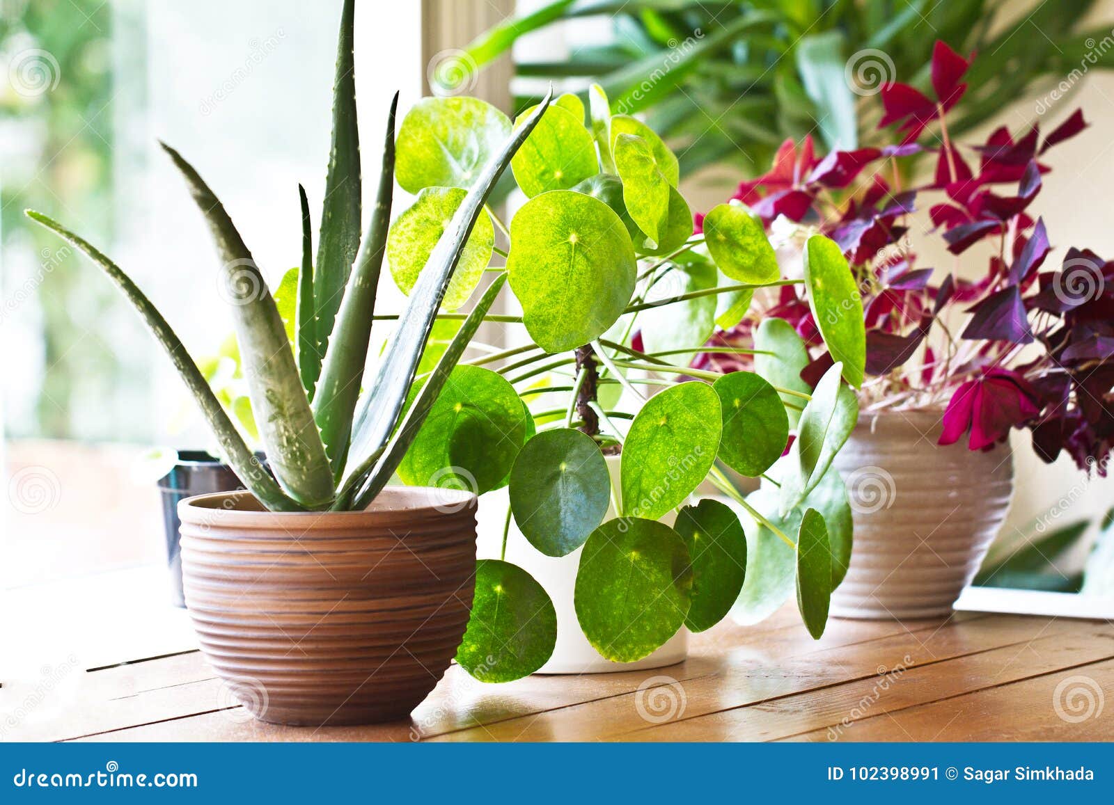 houseplants display. various house plants or indoor plants