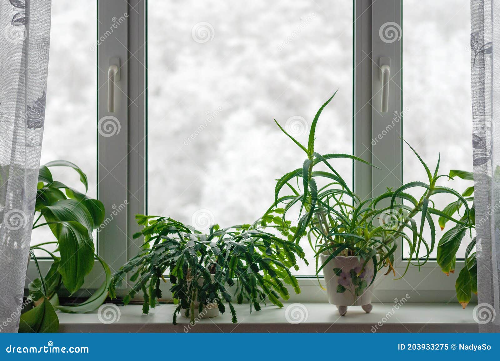 houseplants growing on windowsill in winter season against trees in snow behind