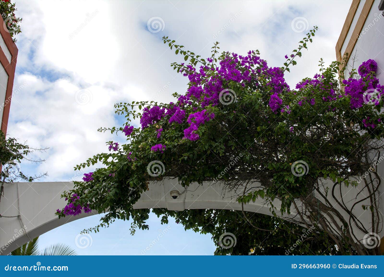 houses with flowers in the spanish town of puerto de mogan