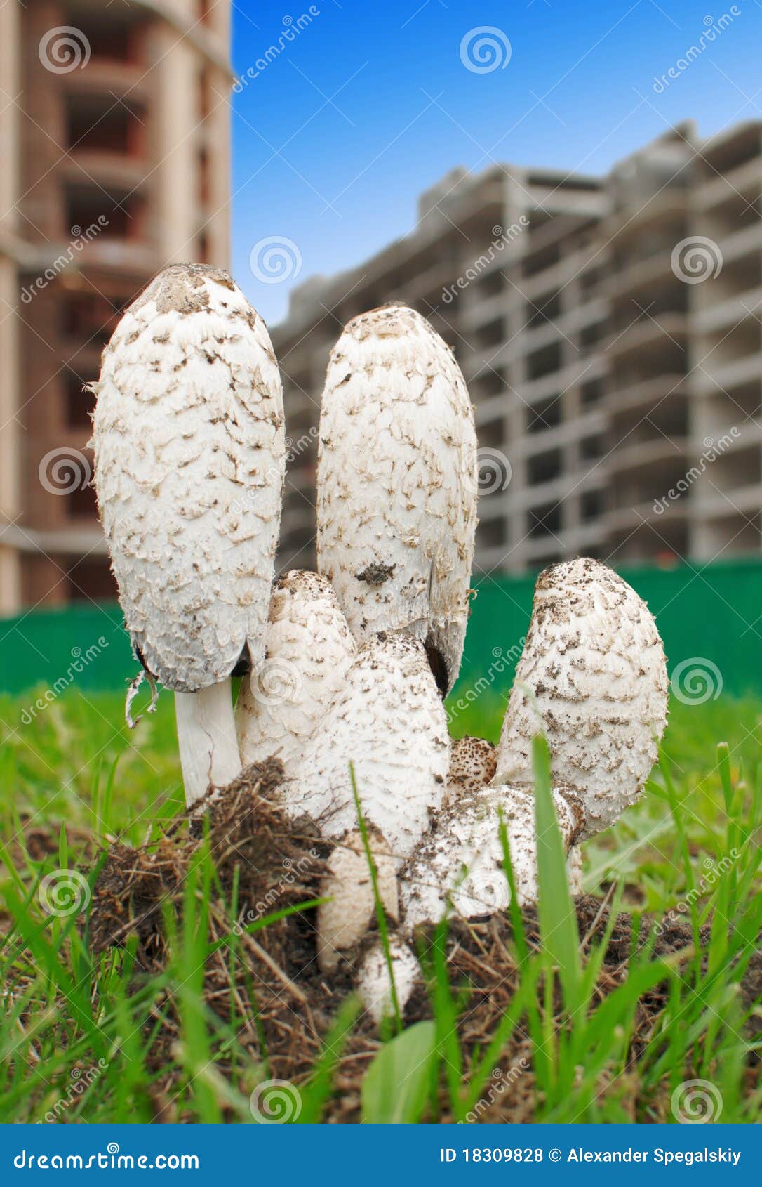 Houses grow as mushrooms stock photo. Image of modern 18309828