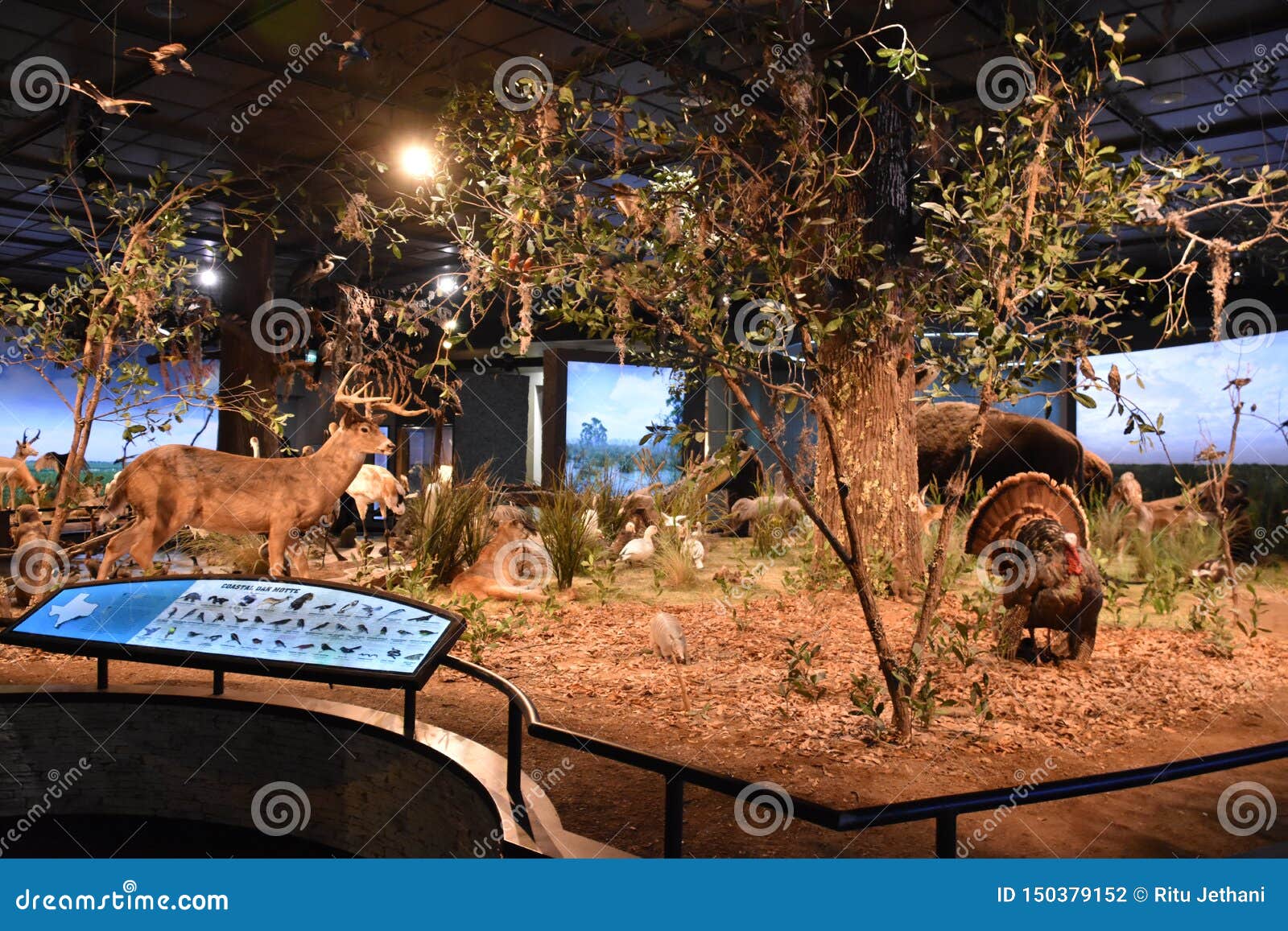 Houston Museum of Natural Science in Texas Editorial Photography