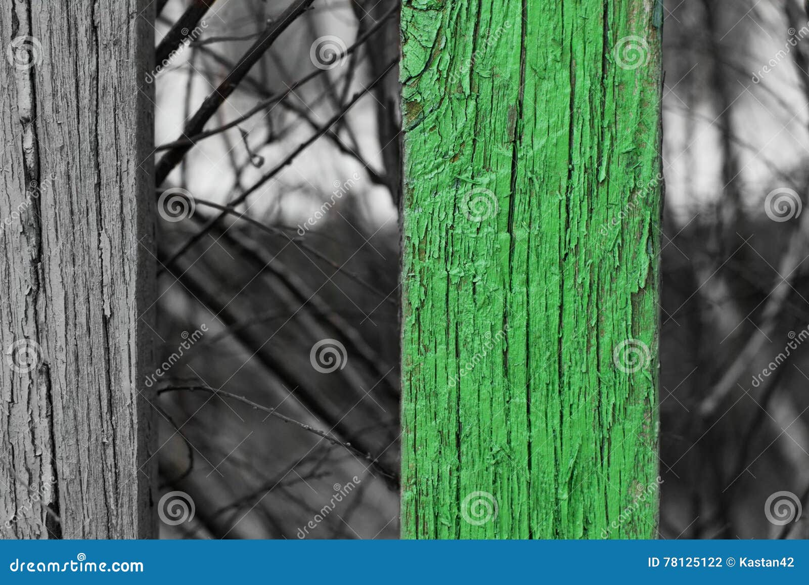 Houten omheining met één die streep aan groen wordt gekleurd. Zwart-witte houten omheining met één die streep selectivelly aan groen wordt gekleurd