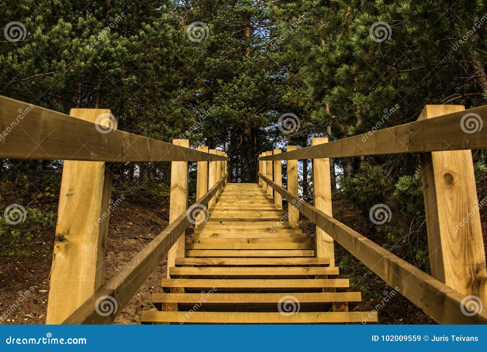 Houten treden aan pijnboombos in park van Boeman het Blauwe heuvels, Letland