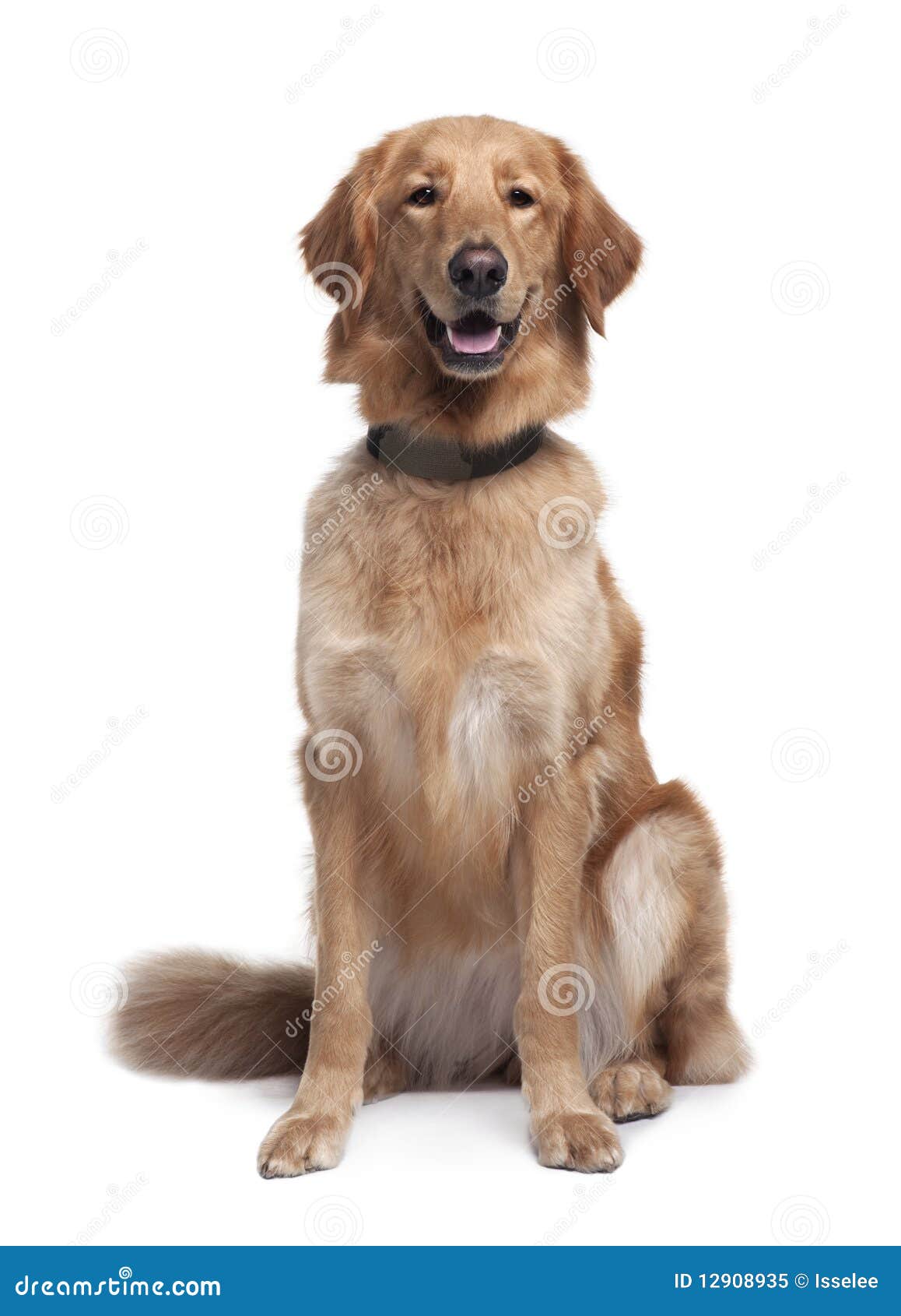 Hovawart Hund, Sitzend Mit Dem Mund Geöffnet Stockbild - Bild von leute