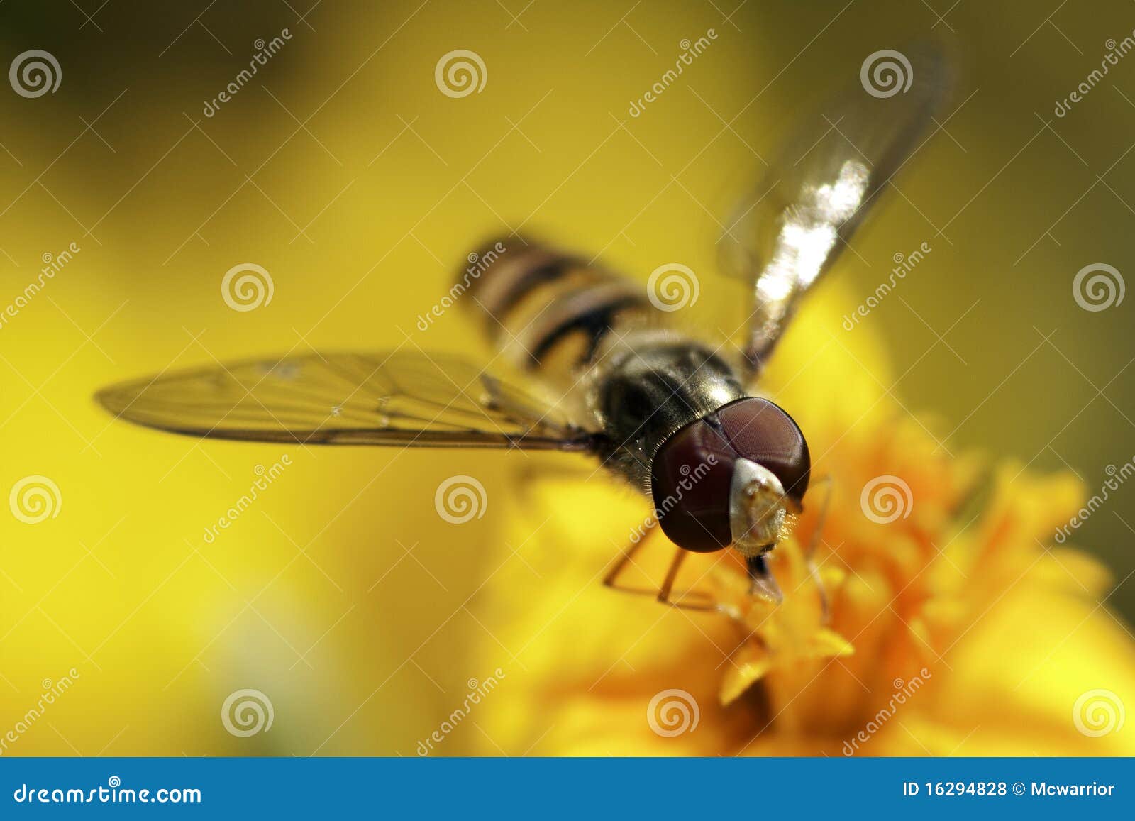 hover fly.