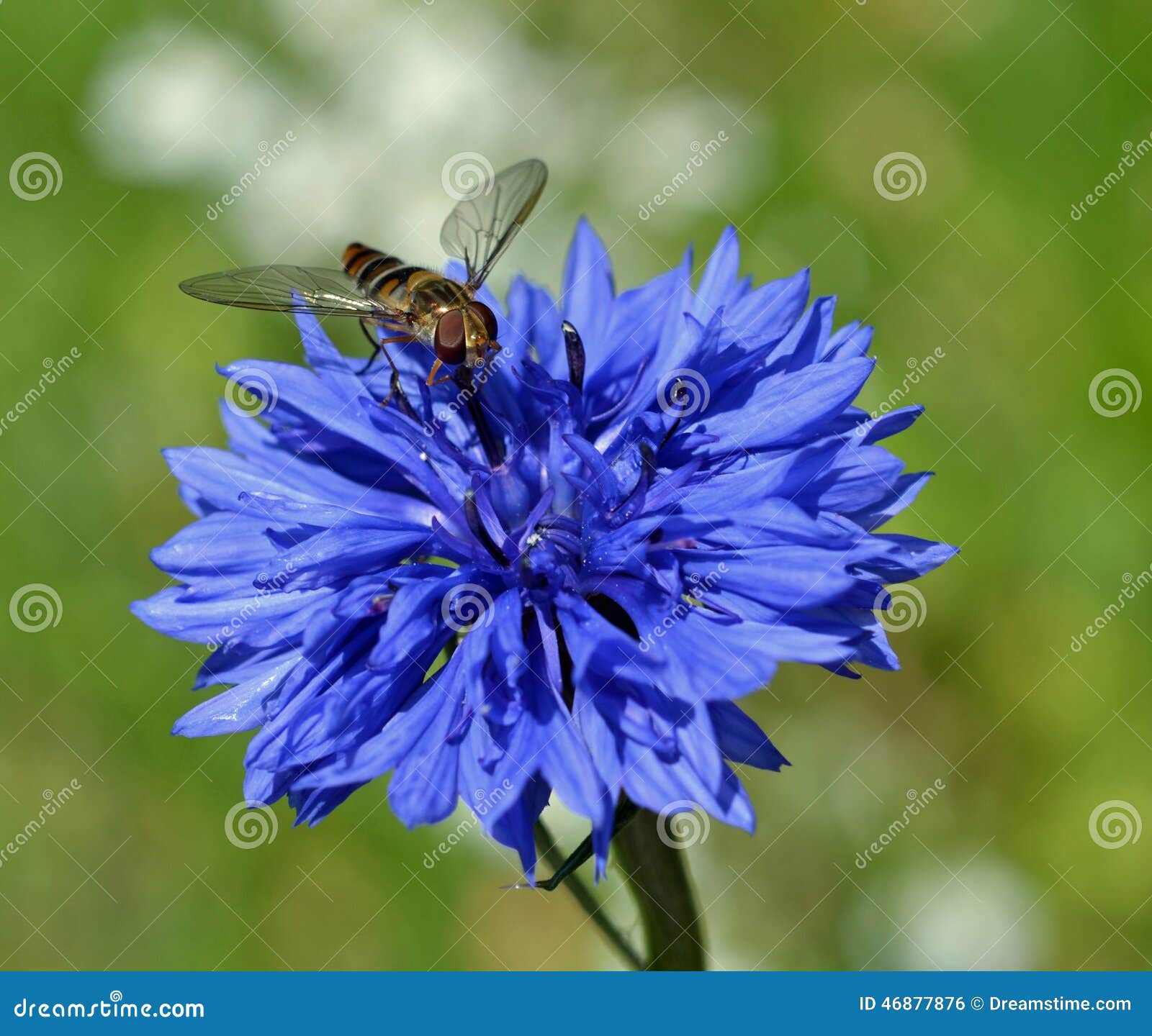 hover fly on a corn flower