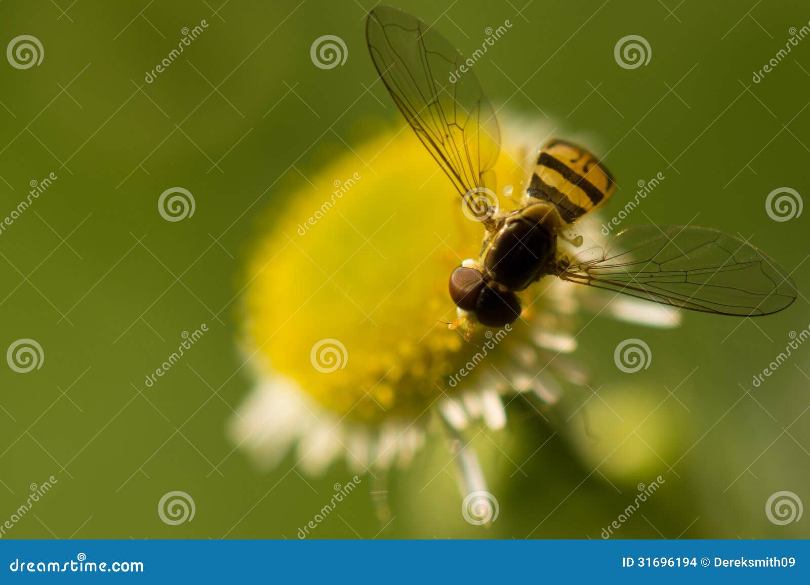 hover fly pollinating