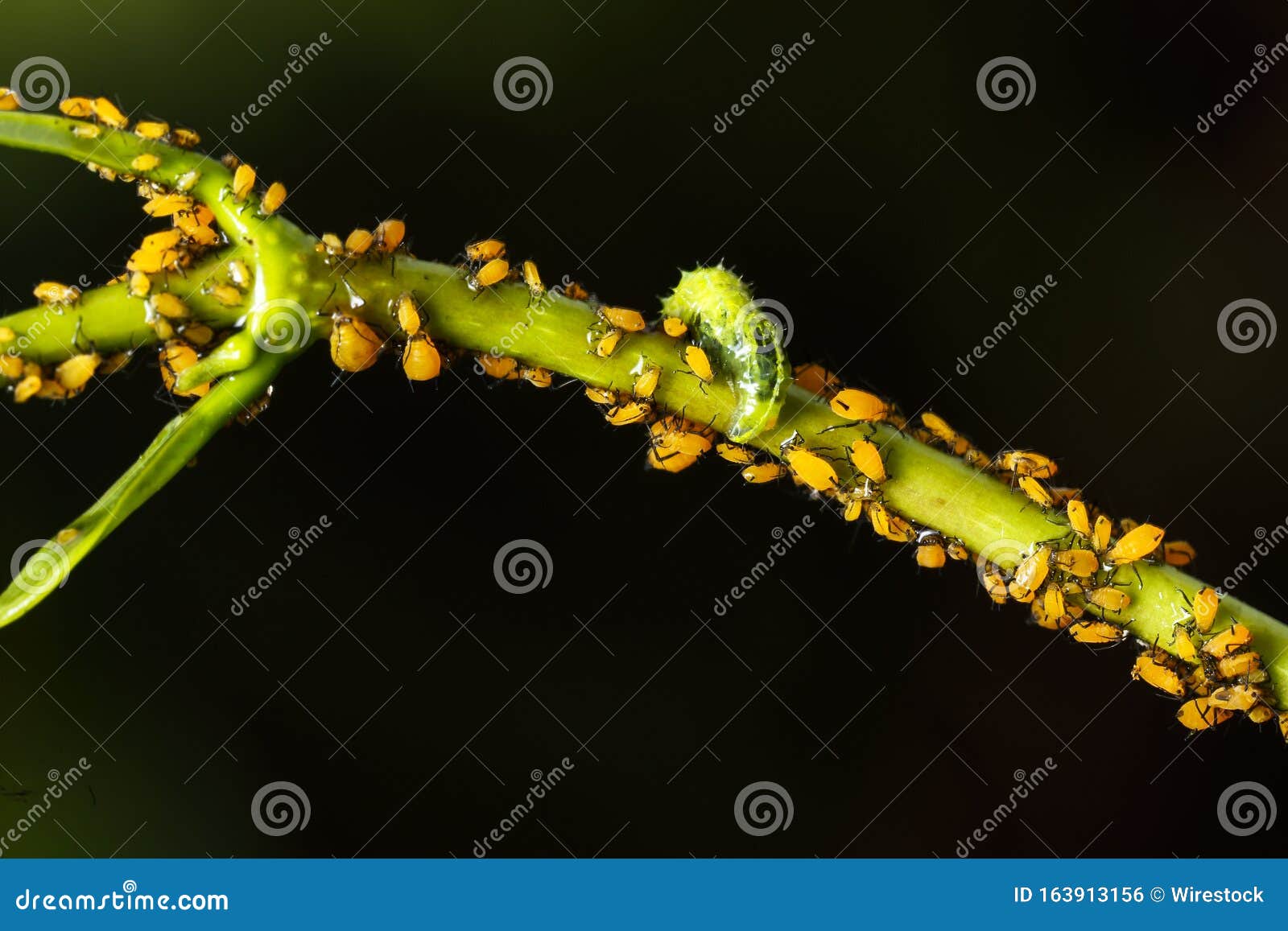 hover fly syrphidae,larva feeding on aphids aphis nerii