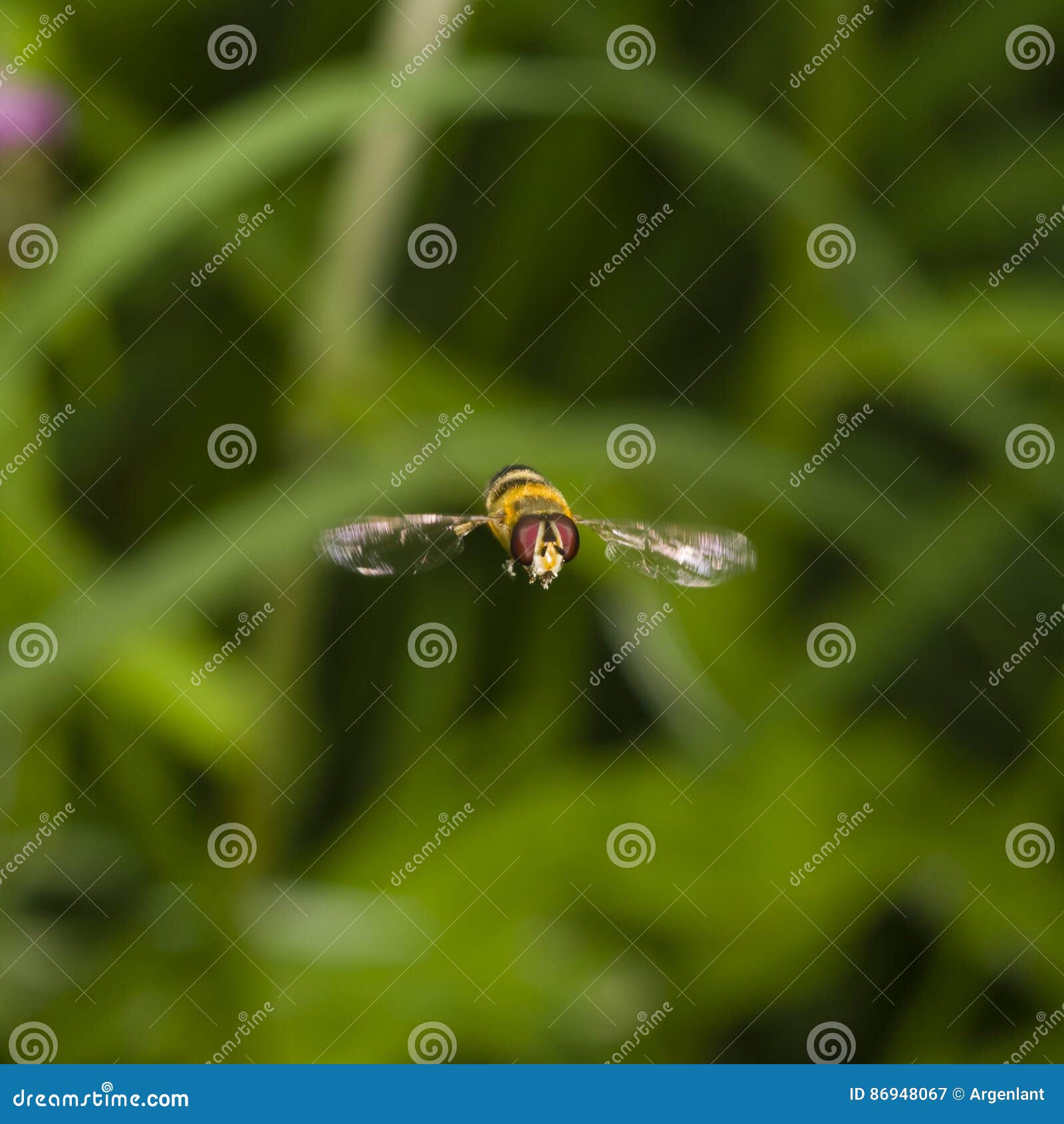 hoverfly in flight with motion-blurred wings macro on bokeh background, selective focus, shallow dof