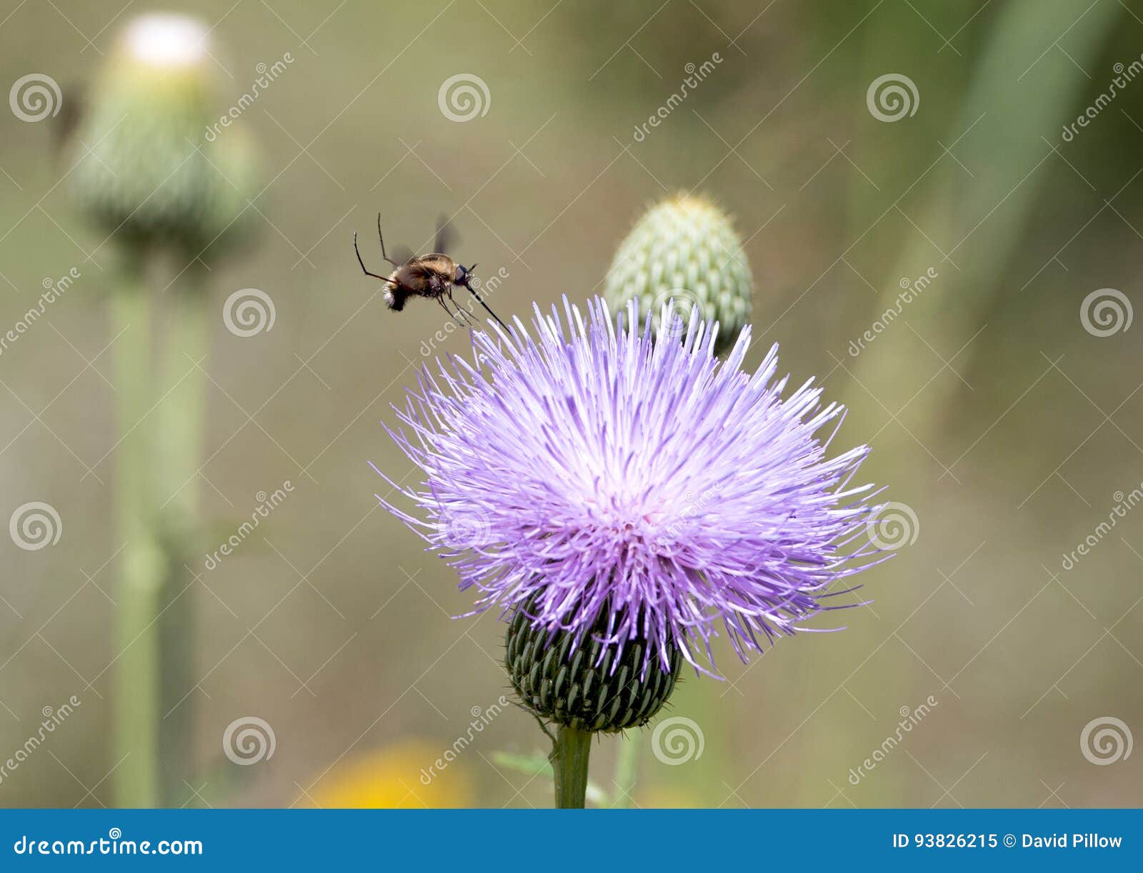 hoverfly on a milk thistle