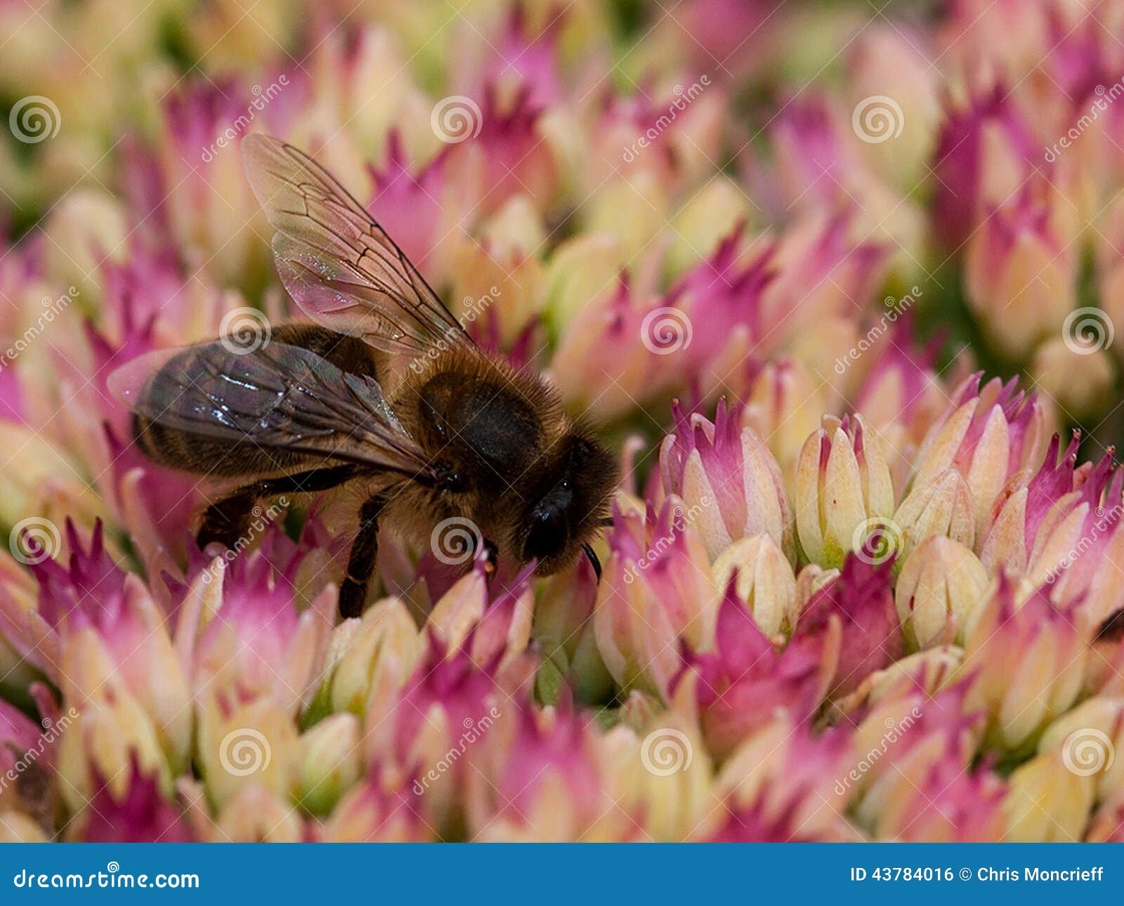 Hoverfly que alimenta en el polen de flores