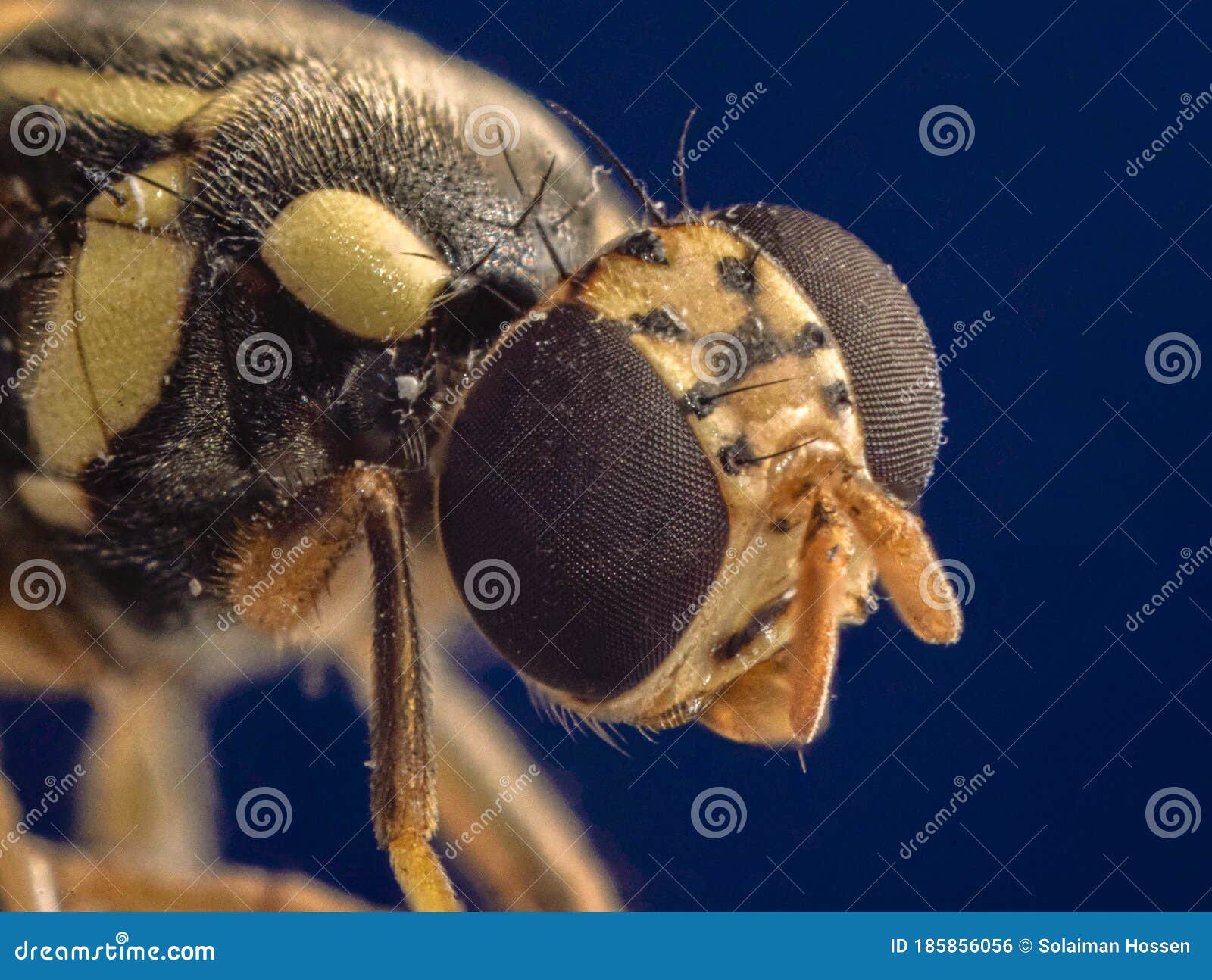 super macro photo of toxomerus