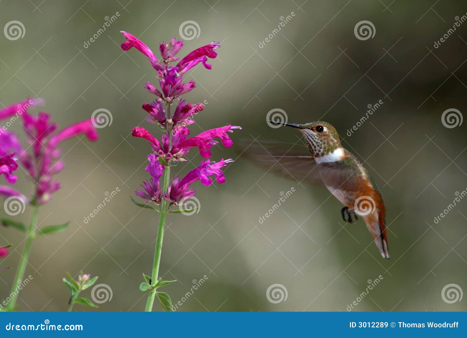 hovering hummingbird