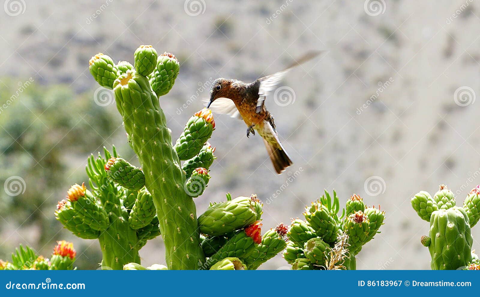 hovering hummingbird feeding on cactus flower