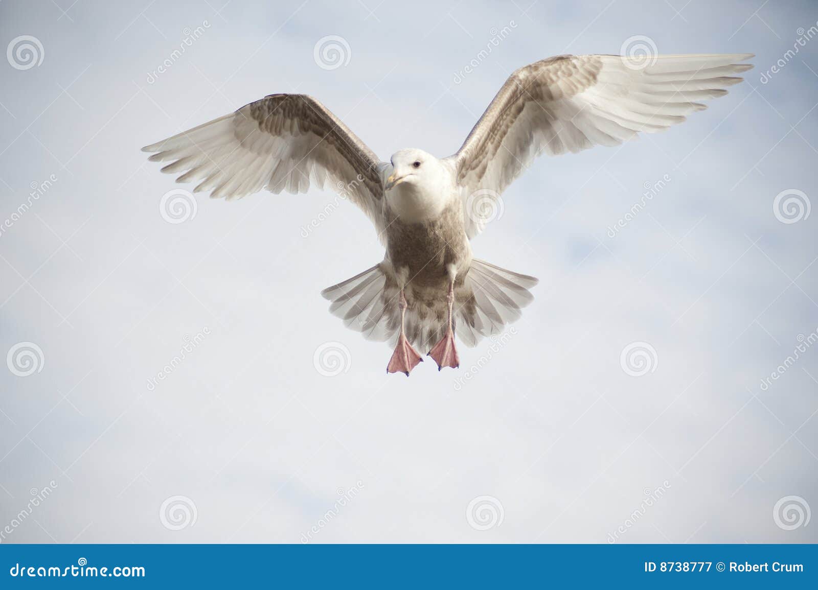 hovering seagull