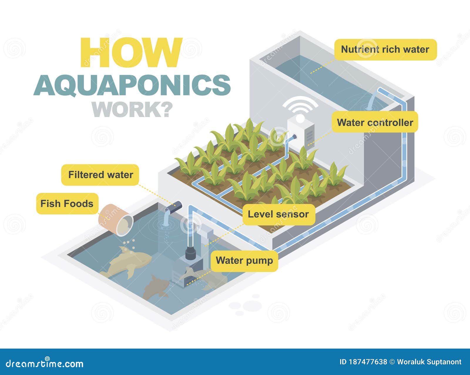 Aquaponics Tilapia Stock Illustrations 77 Aquaponics Tilapia Stock