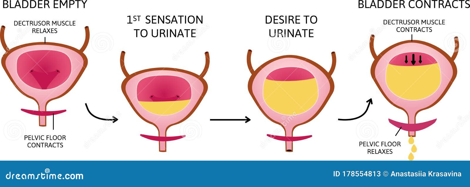 how the bladder works. the bladder muscles contract while the sphincter relaxes.