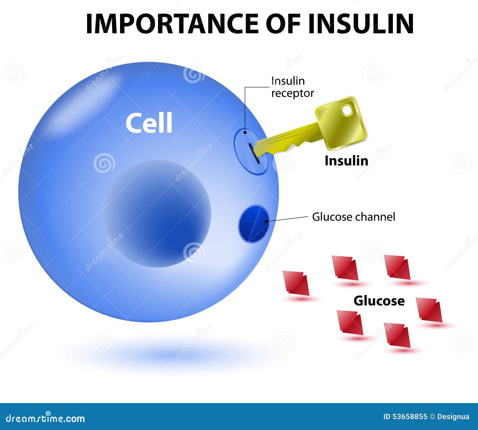 how does insulin work