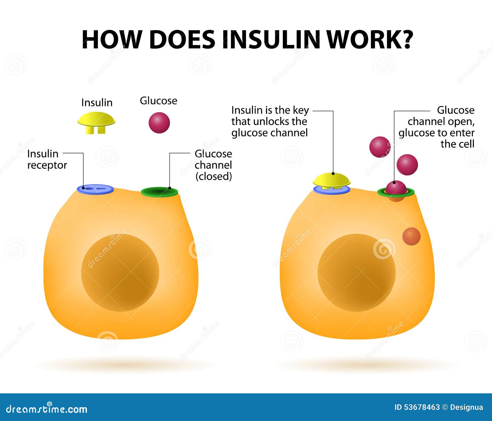 how does insulin work