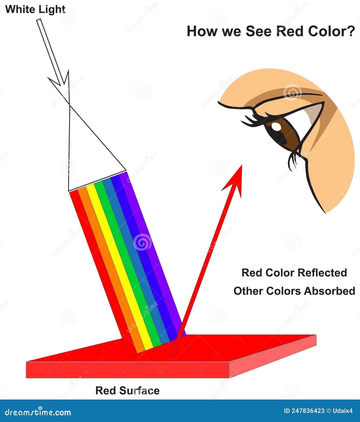 how human eye see red surface infographic diagram physics mechanics dynamics science