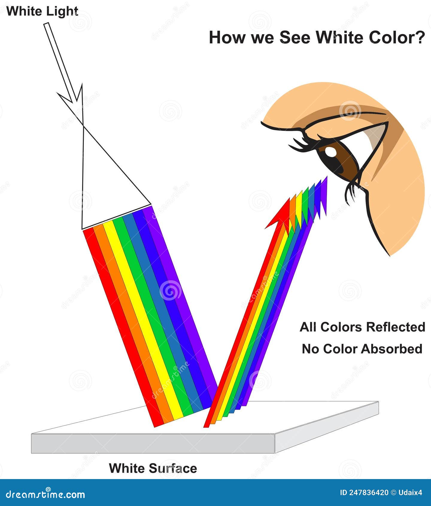 how human eye see white surface infographic diagram physics mechanics dynamics science