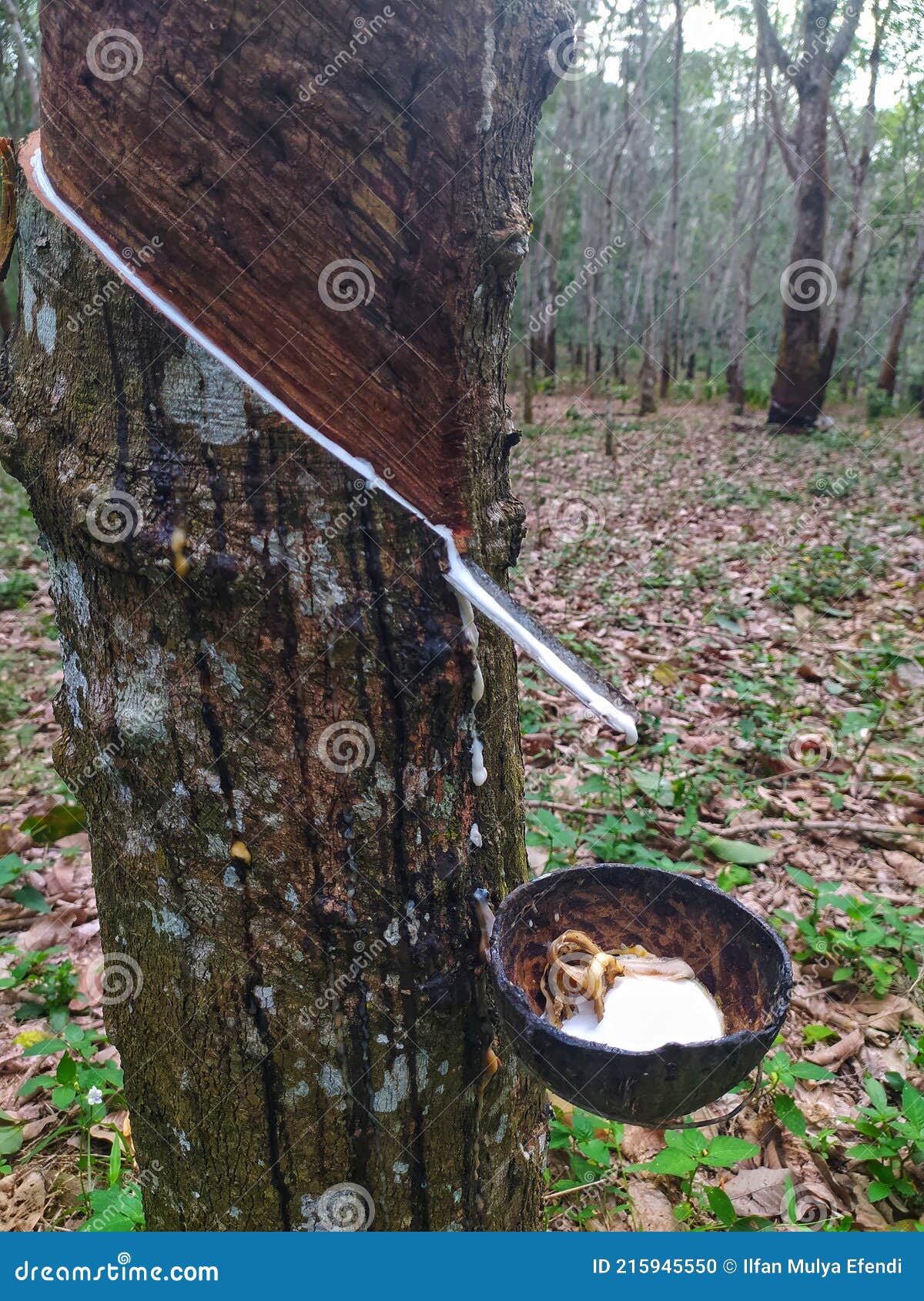 This is How they Make Money from Rubber Trees Stock Photo Image of