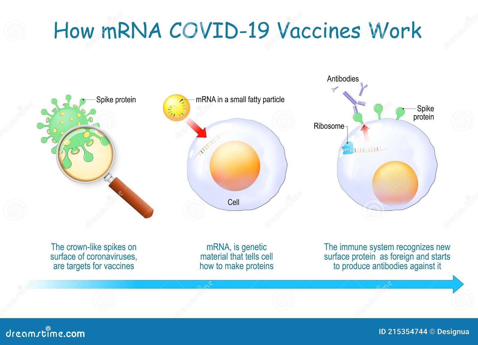 how mrna vaccines work. covid-19. pandemic