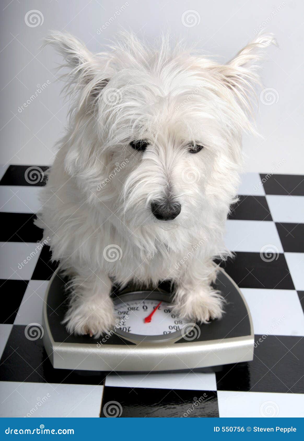 How much do I weigh? stock photo. Image of trim, dogs, measure 550756